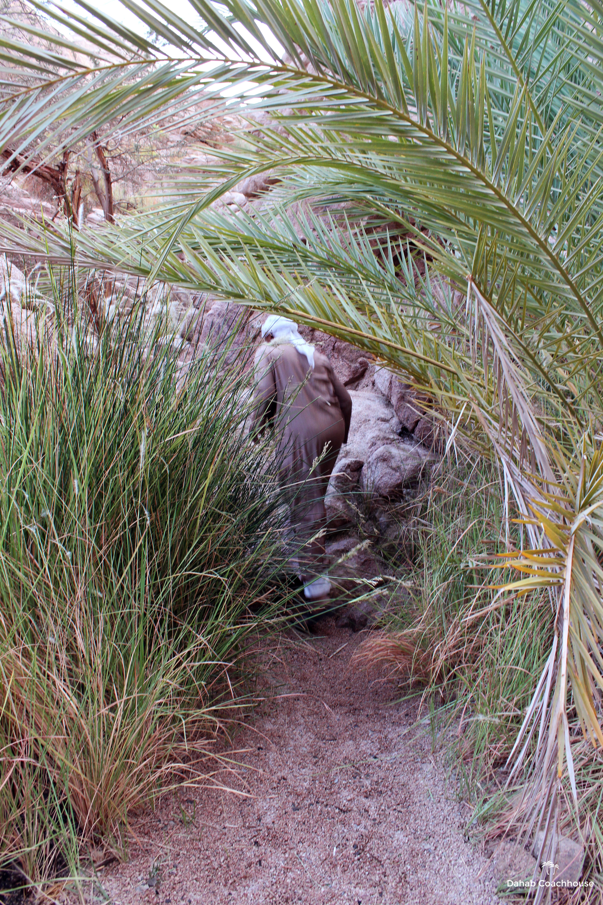Dahab_Coachhouse_Egypt_Beach_Red_Sea_Trip_Wadi_Gnai_Camel_Mountain_Granite_Bedouin_Date_Palms_Oasis_Path.JPG