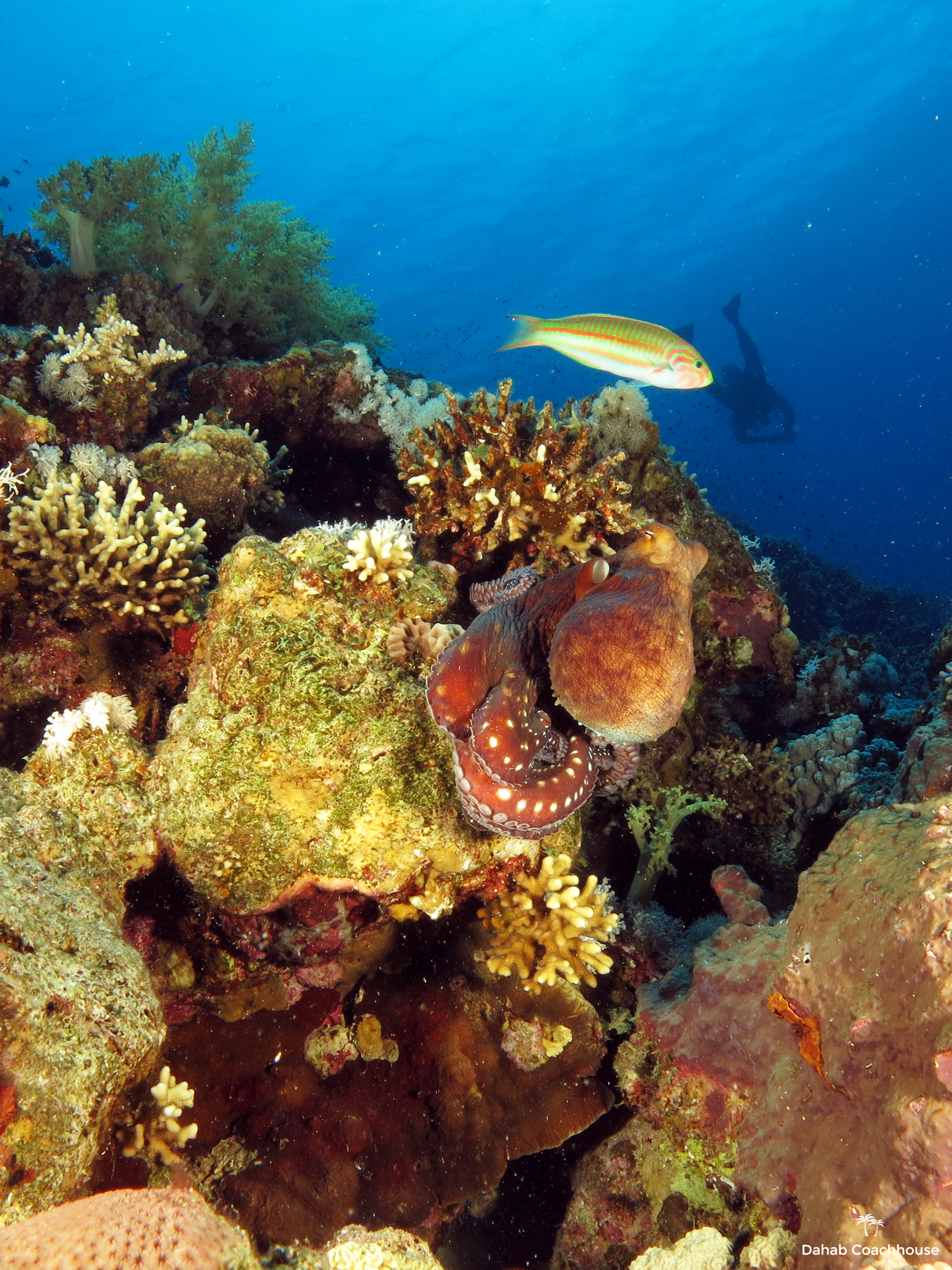 Dahab_Coachhouse_Egypt_Red_Sea_Diving_Beach_Accommodation_Holiday_Trave_Octopus.JPG