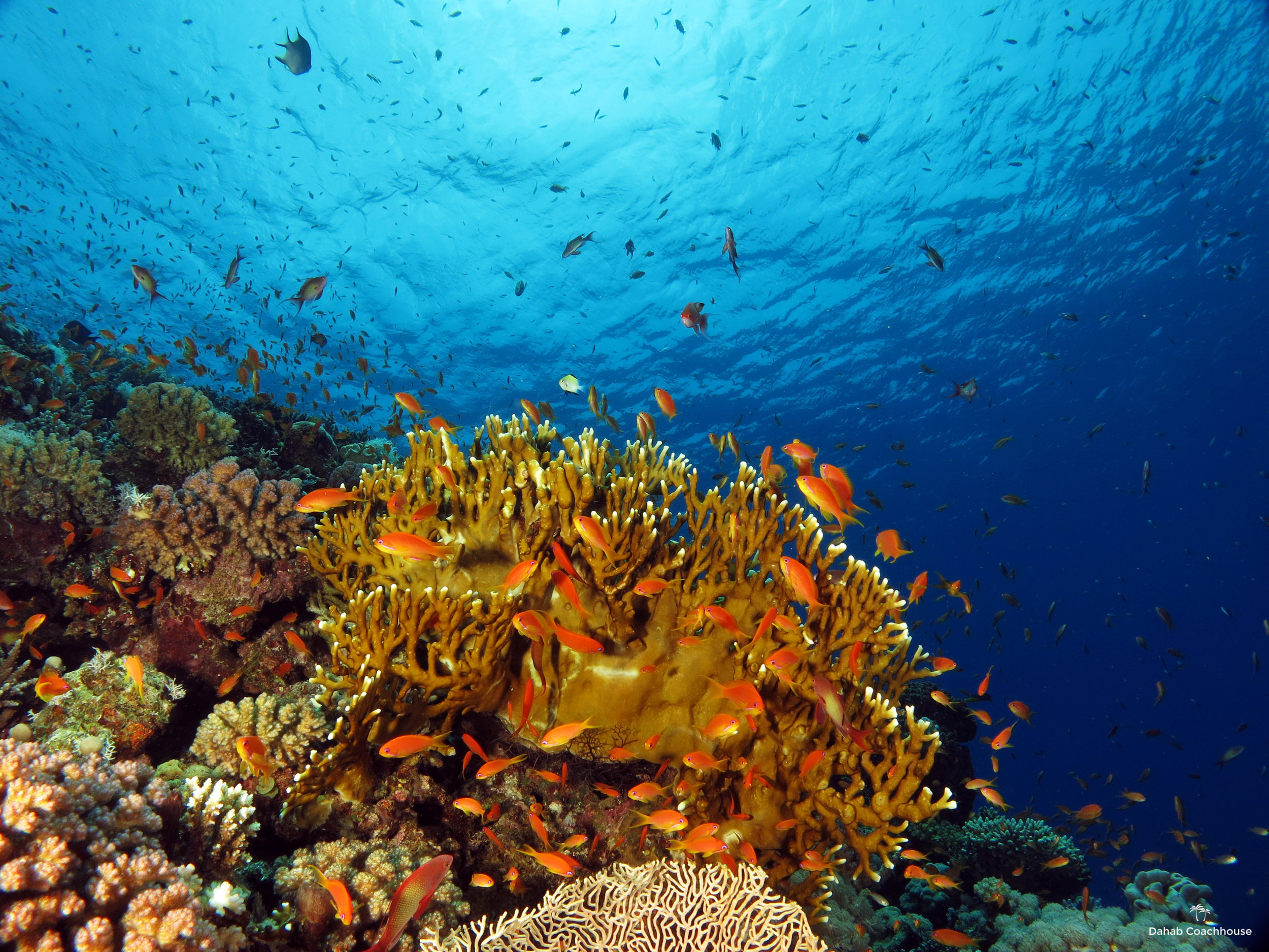 Dahab_Coachhouse_Egypt_Red_Sea_Diving_Beach_Accommodation_Holiday_Travel_Coral_reef.JPG