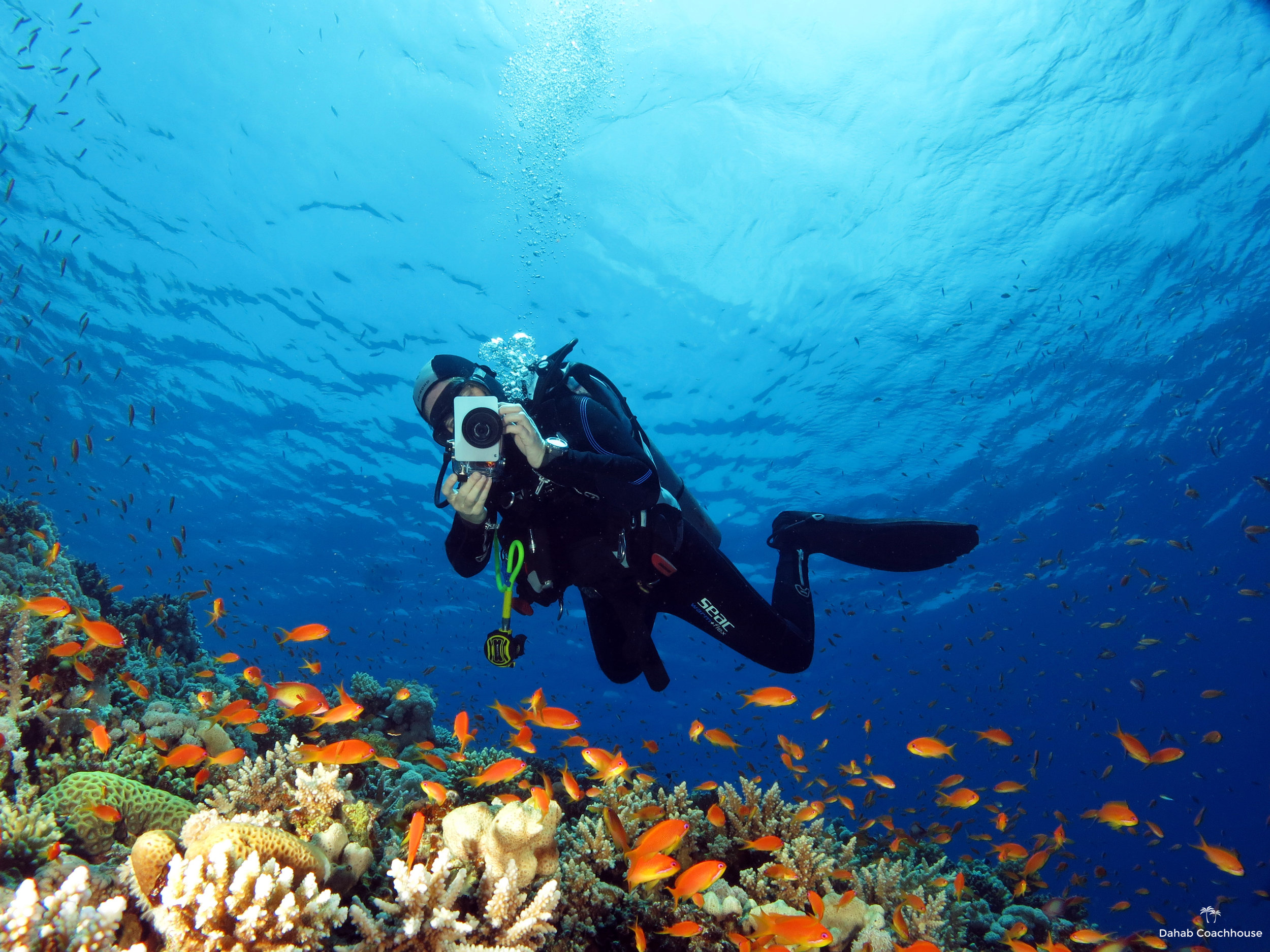 Dahab_Coachhouse_Egypt_Red_Sea_Diving_Beach_Accommodation_Holiday_Travel_Diver_Anthias.JPG