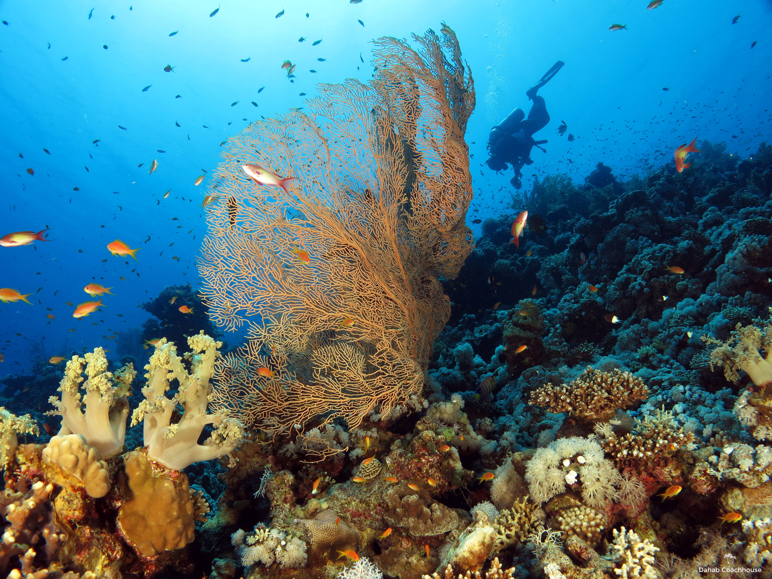 Dahab_Coachhouse_Egypt_Red_Sea_Diving_Beach_Accommodation_Holiday_Travel_Diver_Gorgonian.JPG