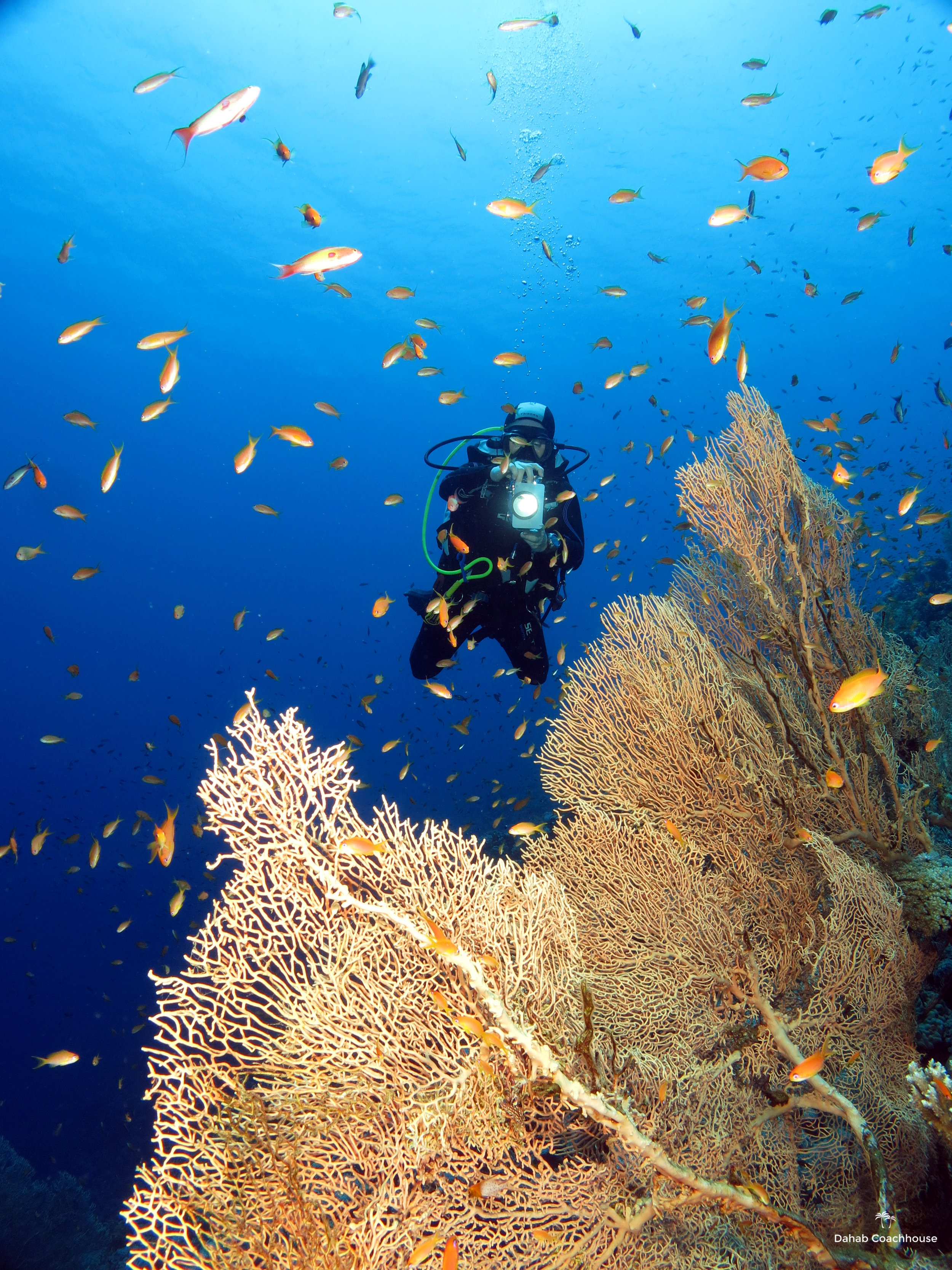 Dahab_Coachhouse_Egypt_Red_Sea_Diving_Beach_Accommodation_Holiday_Travel_Diver_Photo.JPG