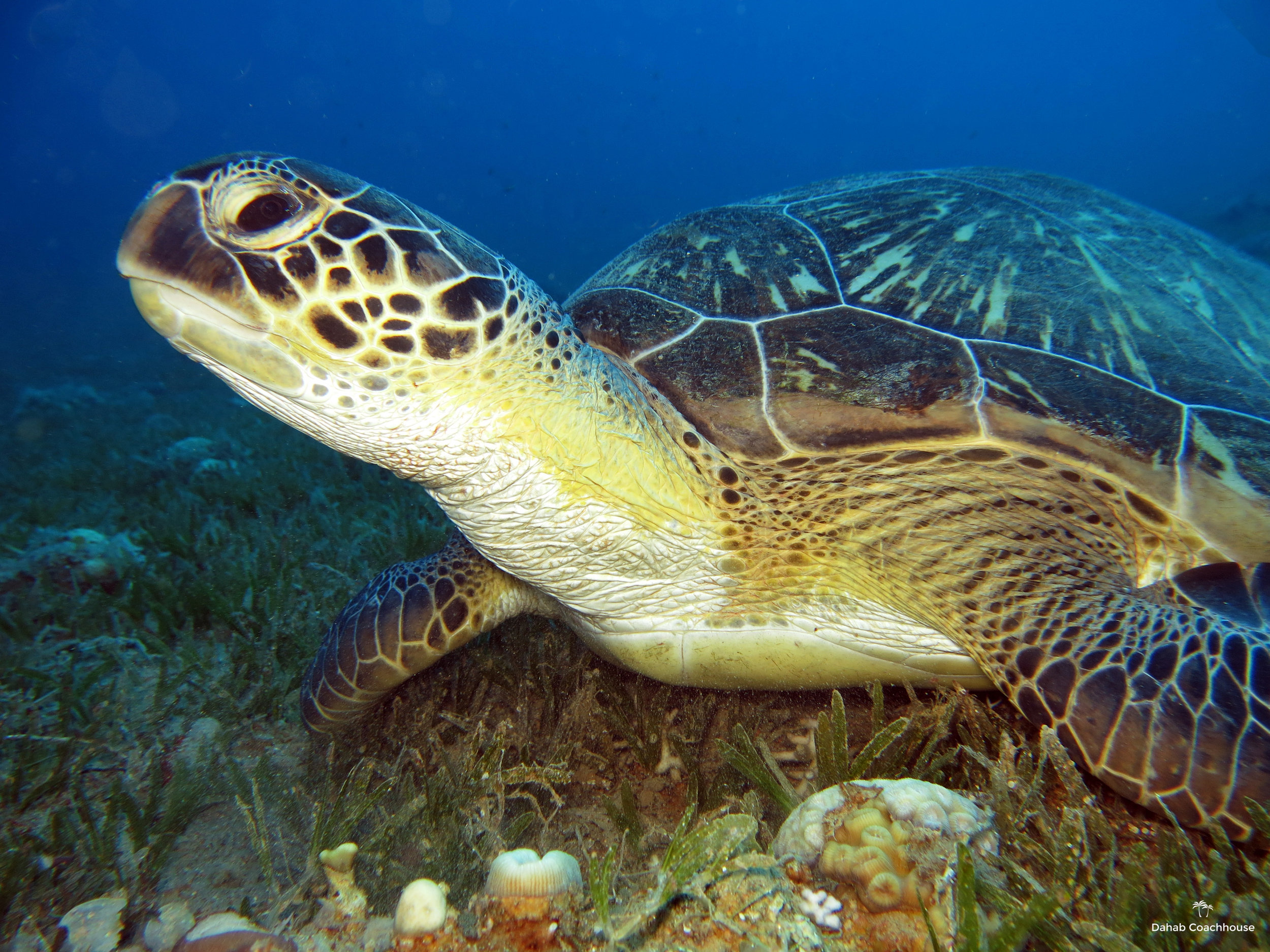 Dahab_Coachhouse_Egypt_Red_Sea_Diving_Beach_Accommodation_Holiday_Travel_Green_Turtle.JPG