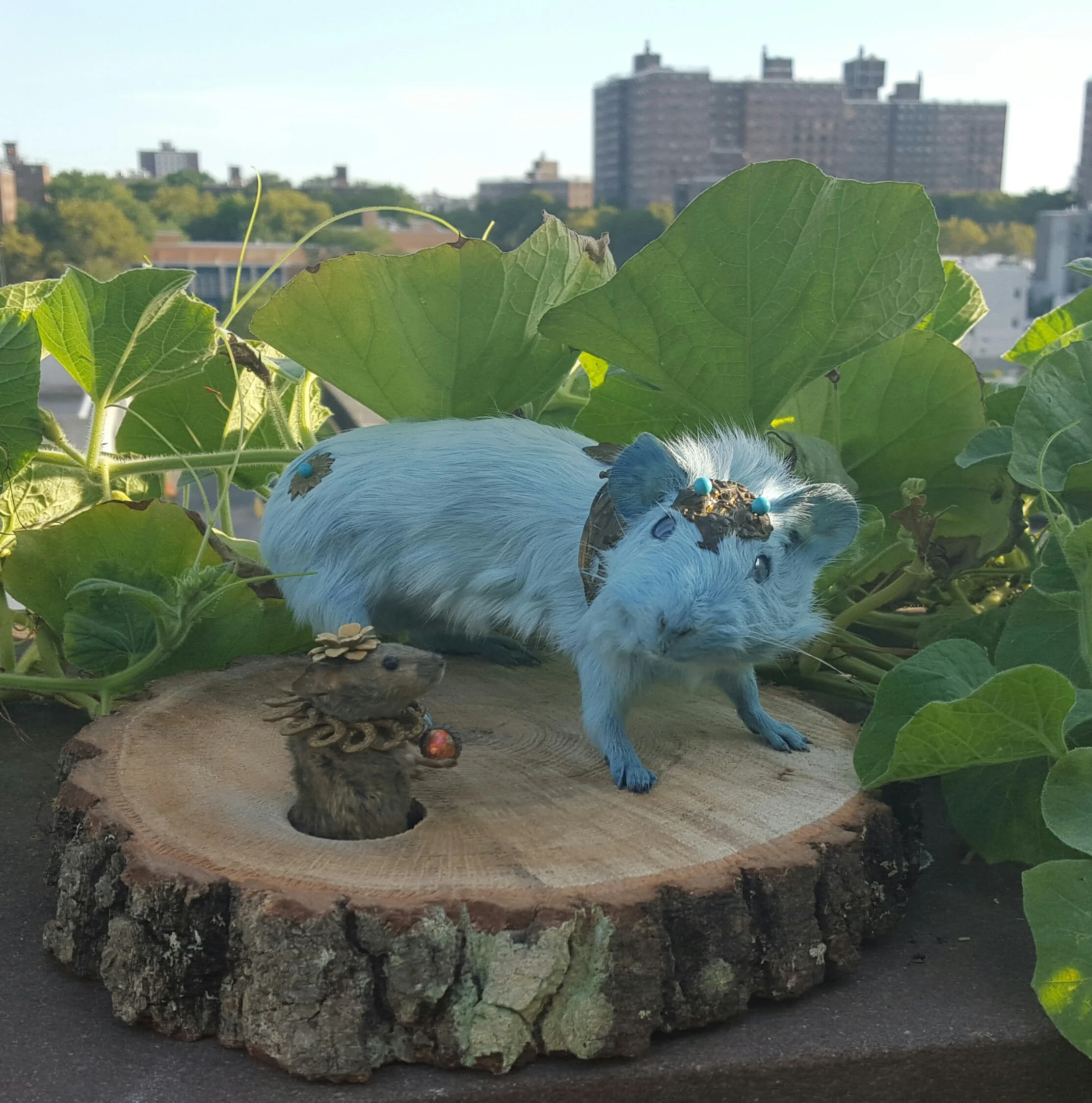 20150906_173850-1.jpg