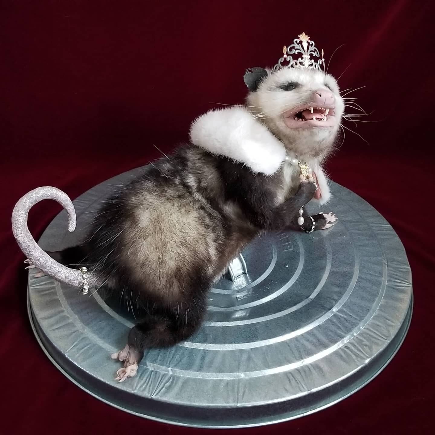ebinard opossum.jpeg