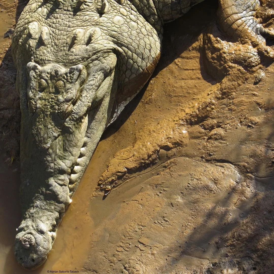 Fósil viviente. (Crocodylus acutus). Cocodrilo Americano.