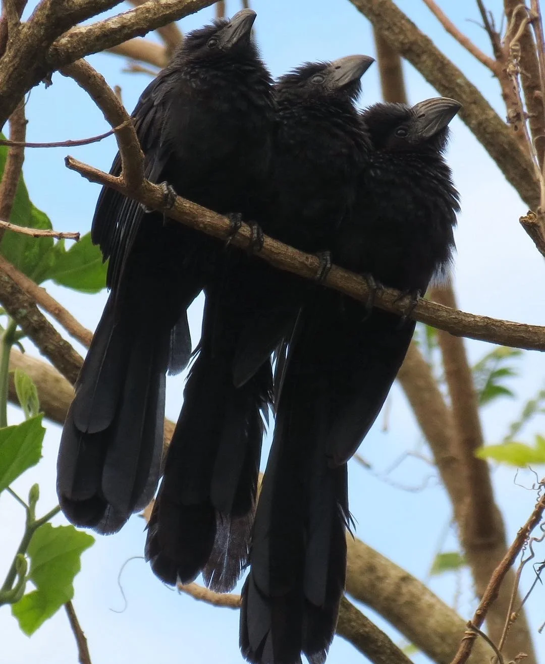 Una hermosa familia de Tijos o Garrapateros (Crotophaga Sulcirostris) tomando el sol en el Caribe.