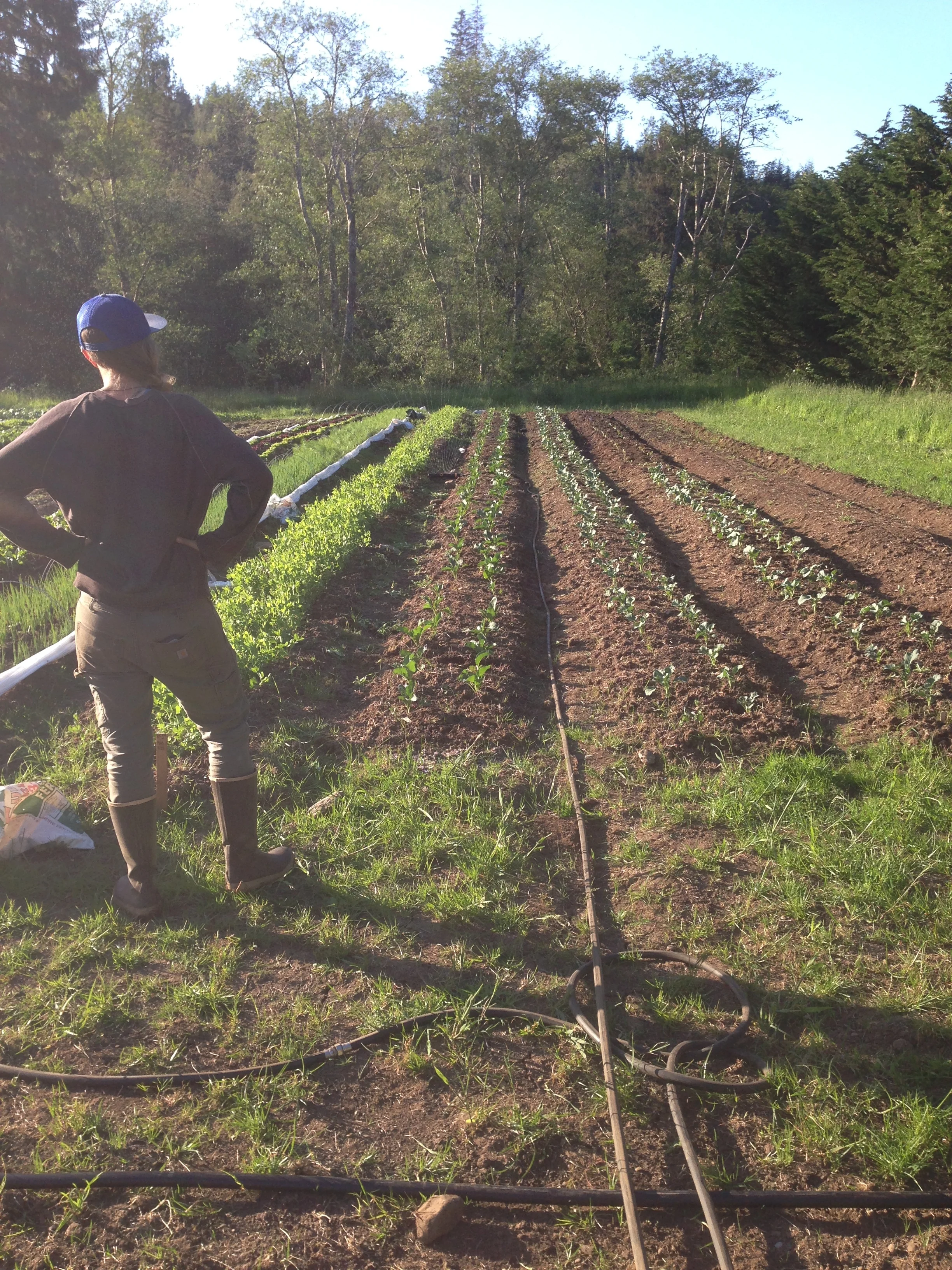 Lily takes it all in. Actually she is checking our makeshift sprinkler until our dripworks irrigation order arrives. 
