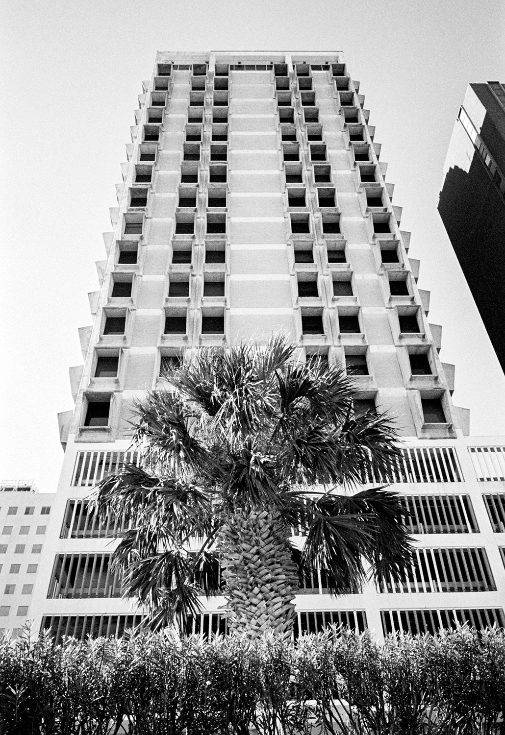 Brutalism and a Palm Tree in downtown Corpus Christi - Nov 2017 - Suzanne Koett