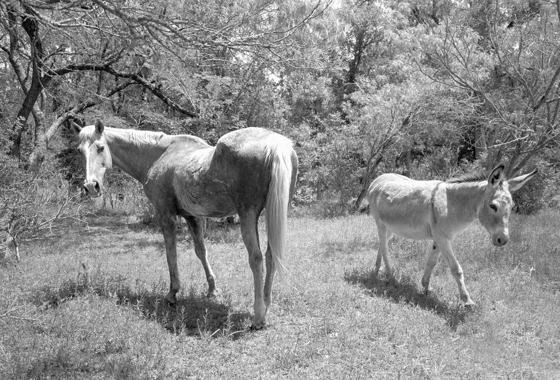Dale, TX: Kodak TMAX 400, rated @ 1600, developed in HC-110, pushed two stops, Fujifilm Klasse W
