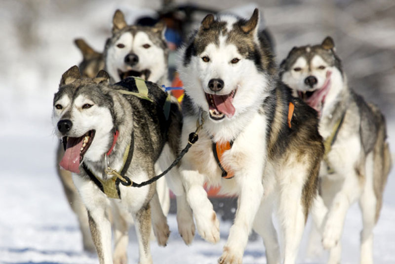 Vets in Duluth