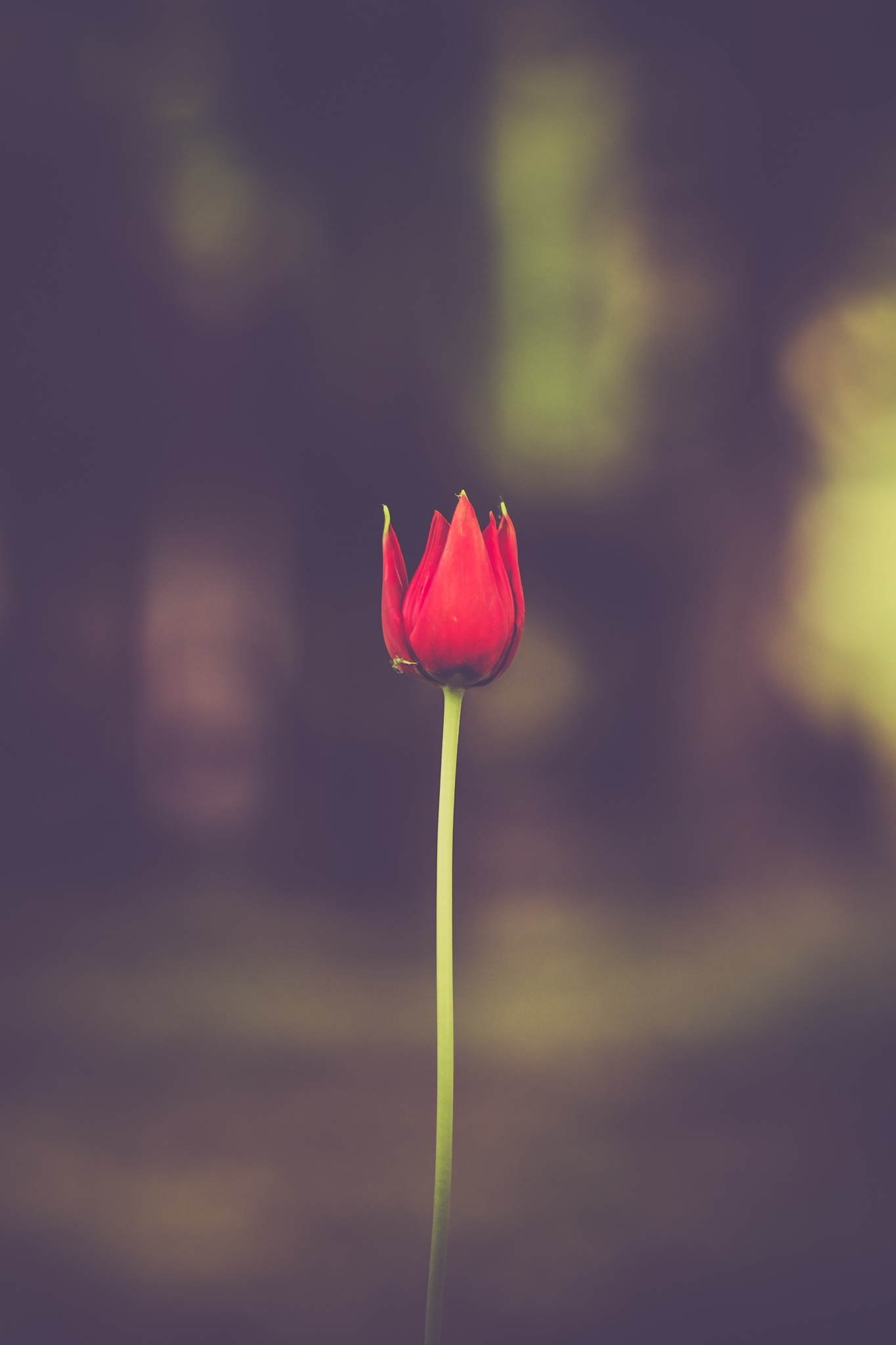 Reformation and TULIP