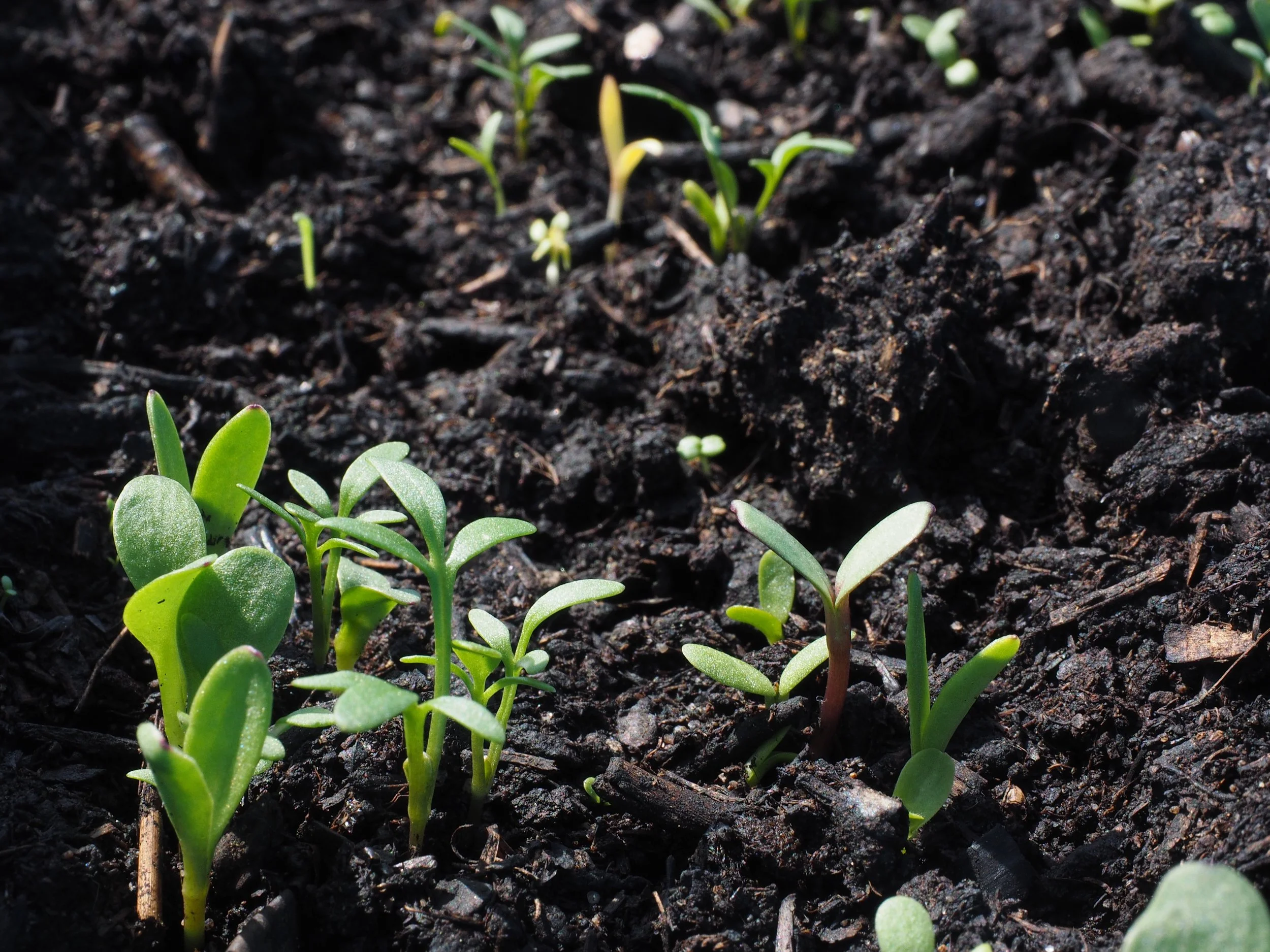 Sowing Seeds of Mercy in the Hearts of Our Children