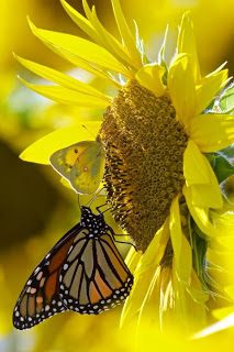 Photo by Jim Funston, Used with Permissio
