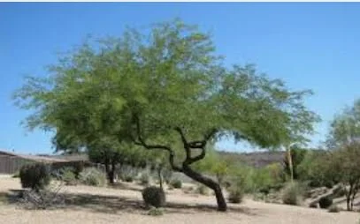 Mesquite Trees