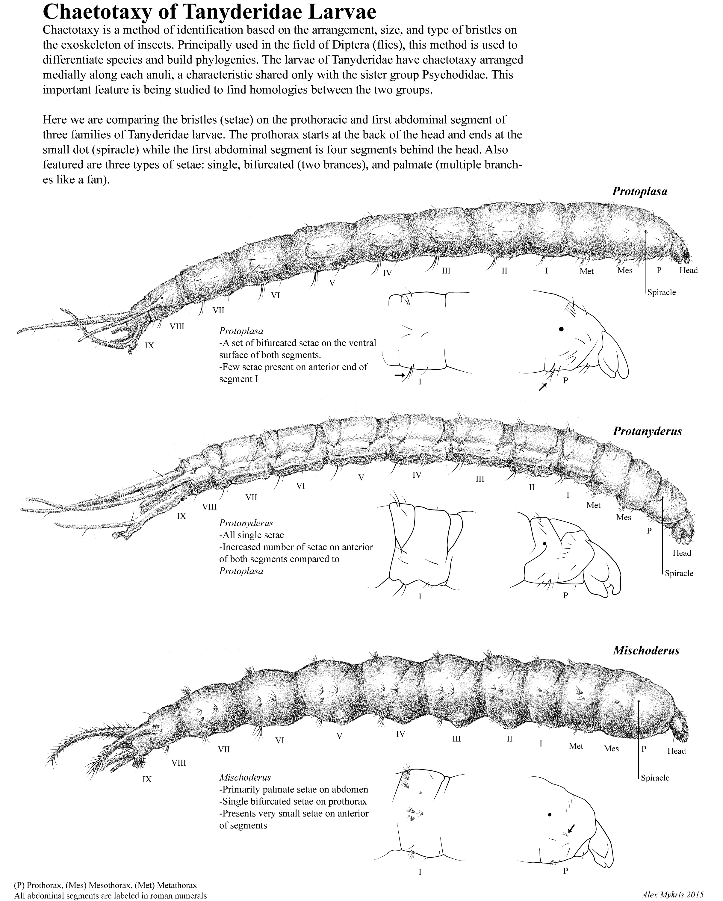 Chaetotaxy Illustration.jpg