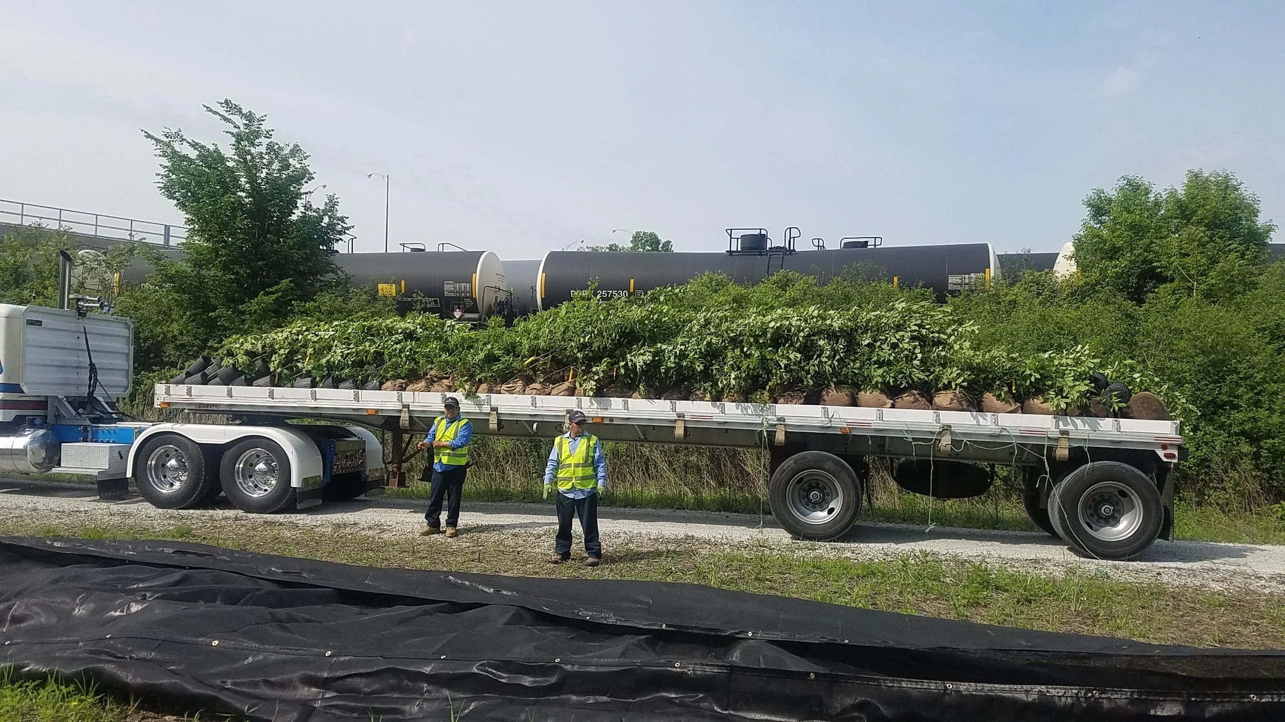 500 Trees for savana delivered May 2018.jpg