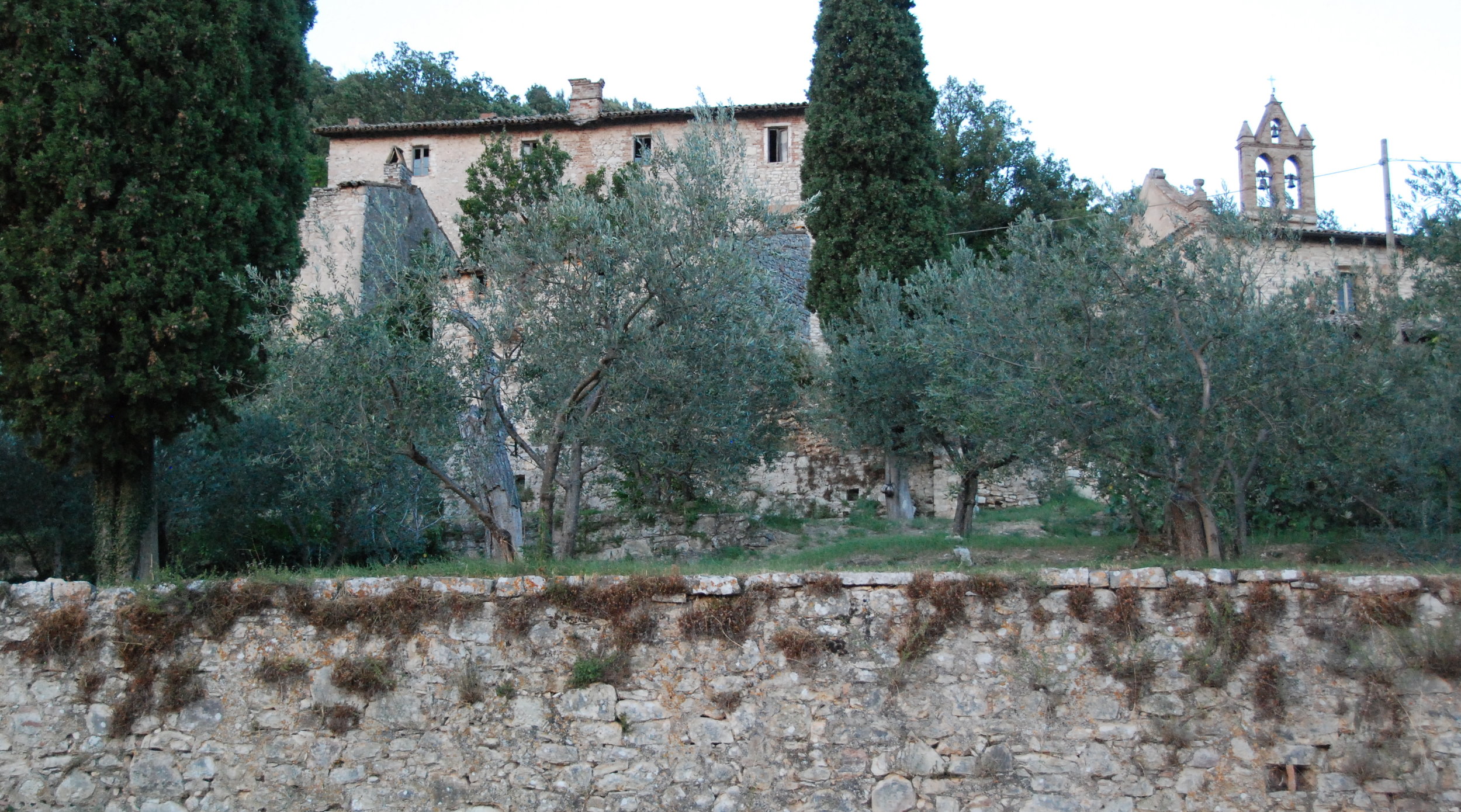 Olive Trees.JPG