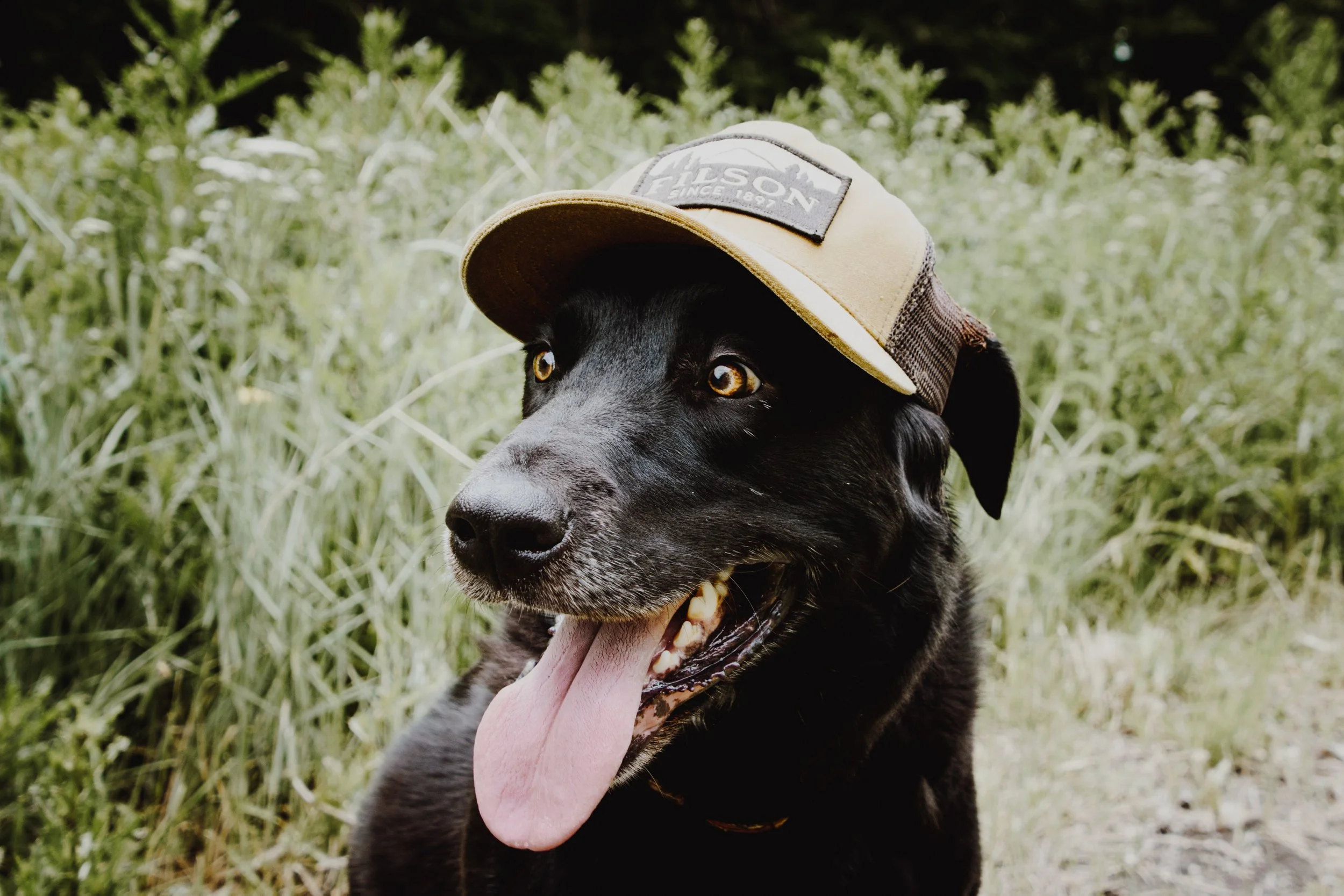 About a Dog.