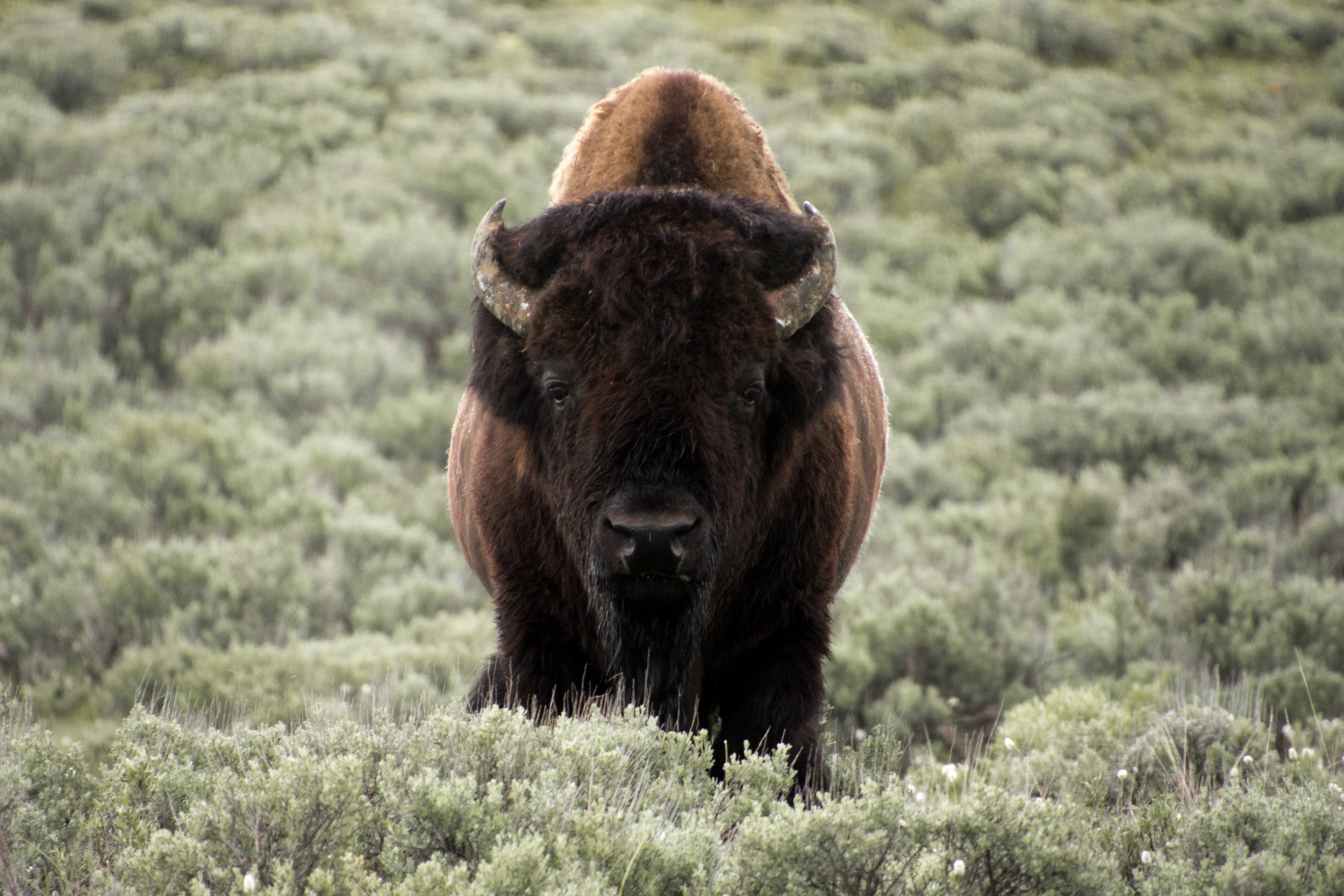 Yellowstone National Park: The Complete Unabridged Review