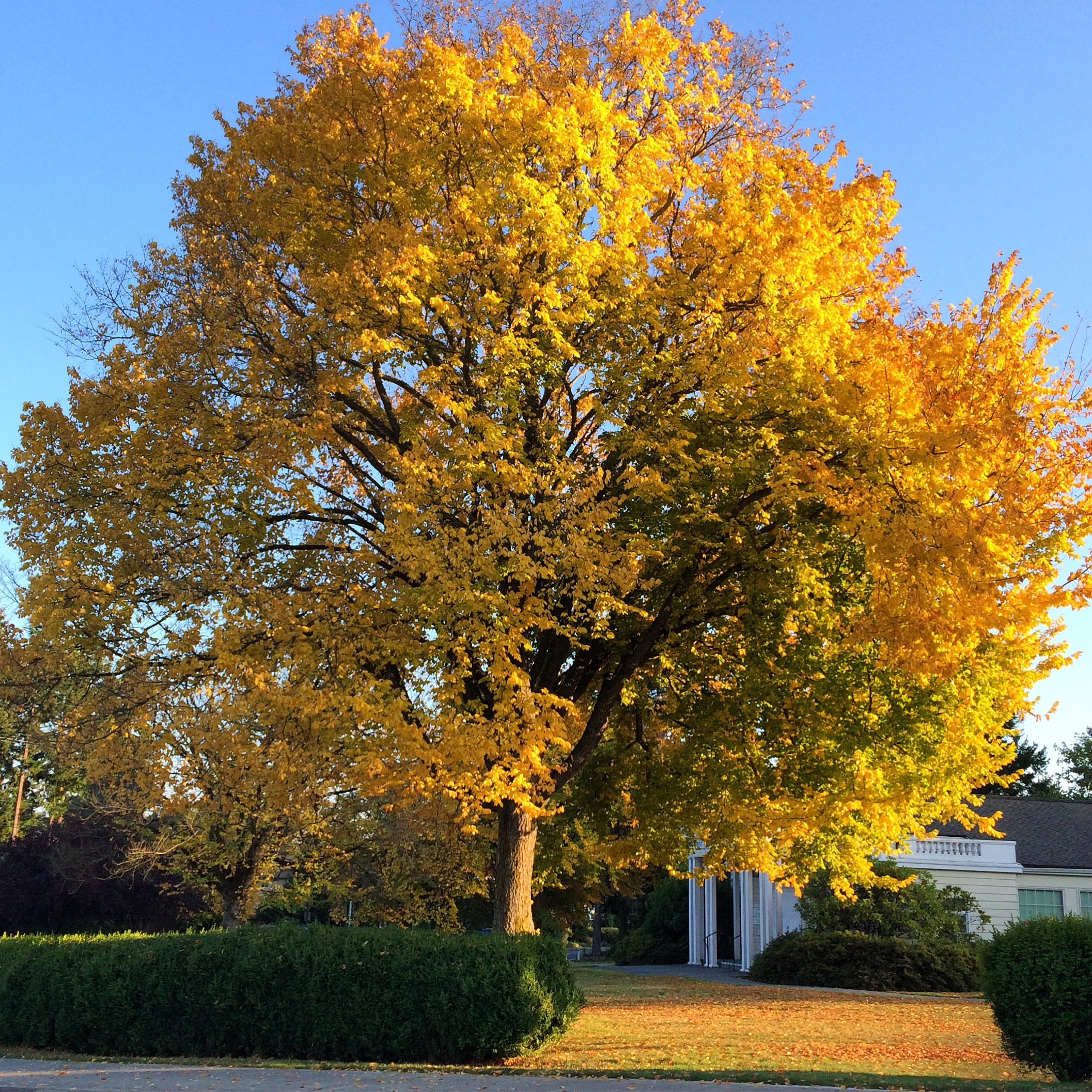 Fall Foliage