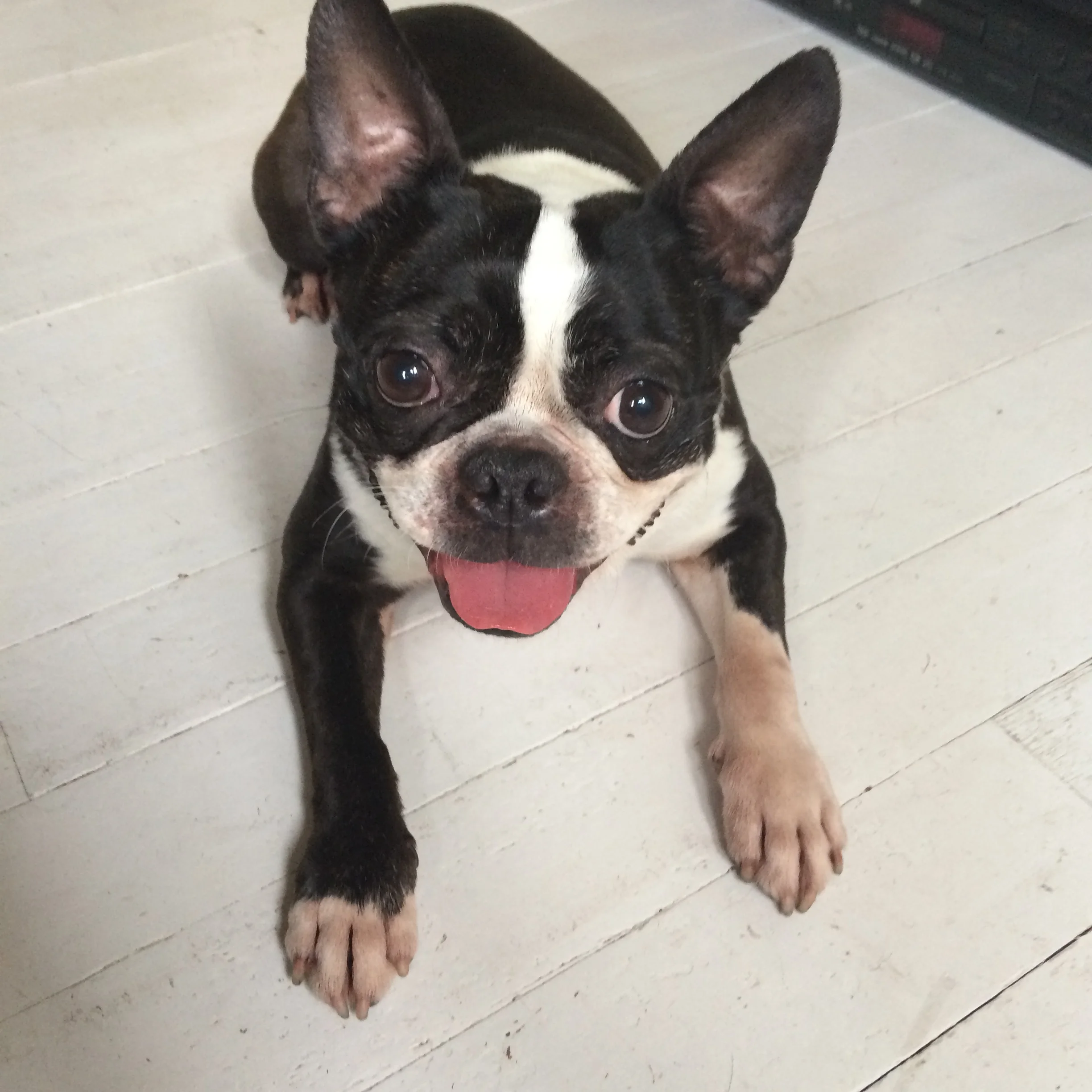 suzanne miller's adorable boston terrier, piper