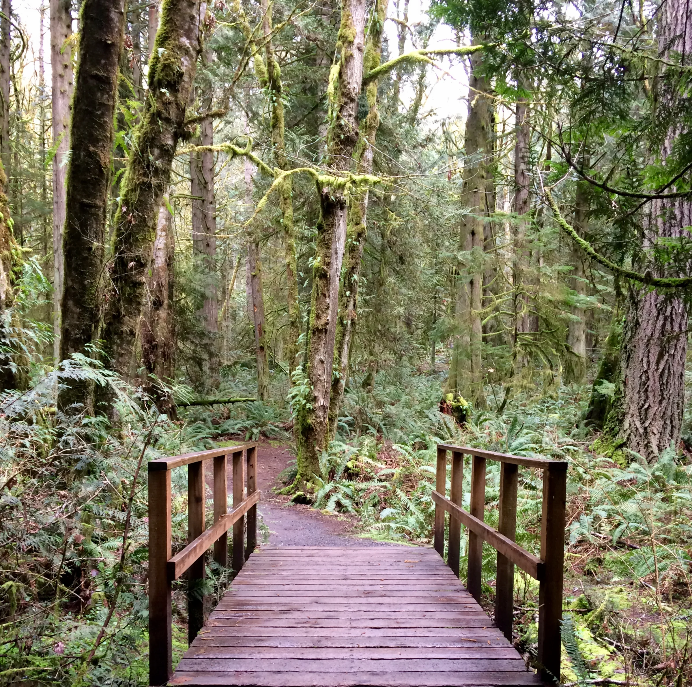 Bridge over a creek in the Grand Forest