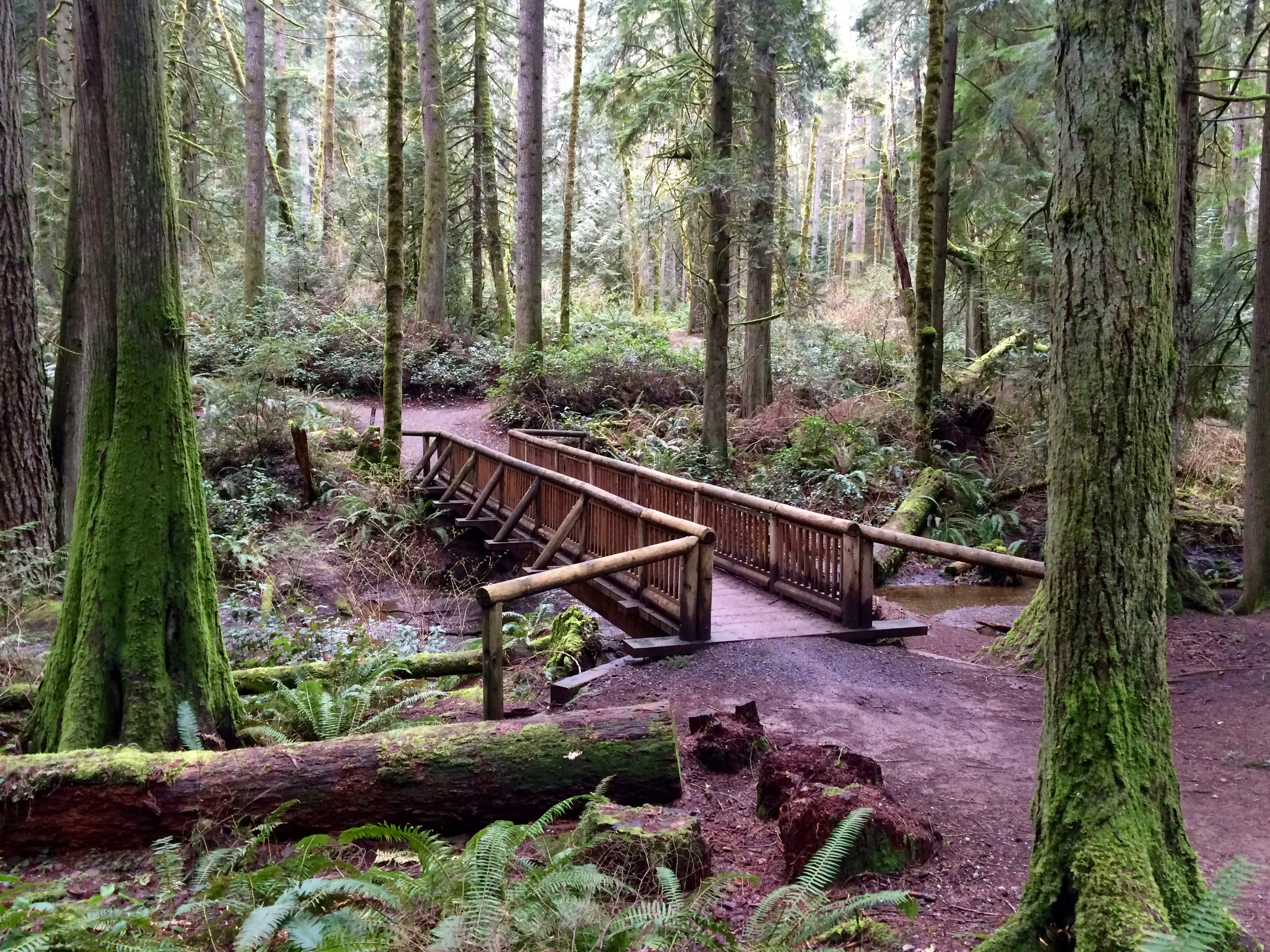 The Grand Forest Bridge