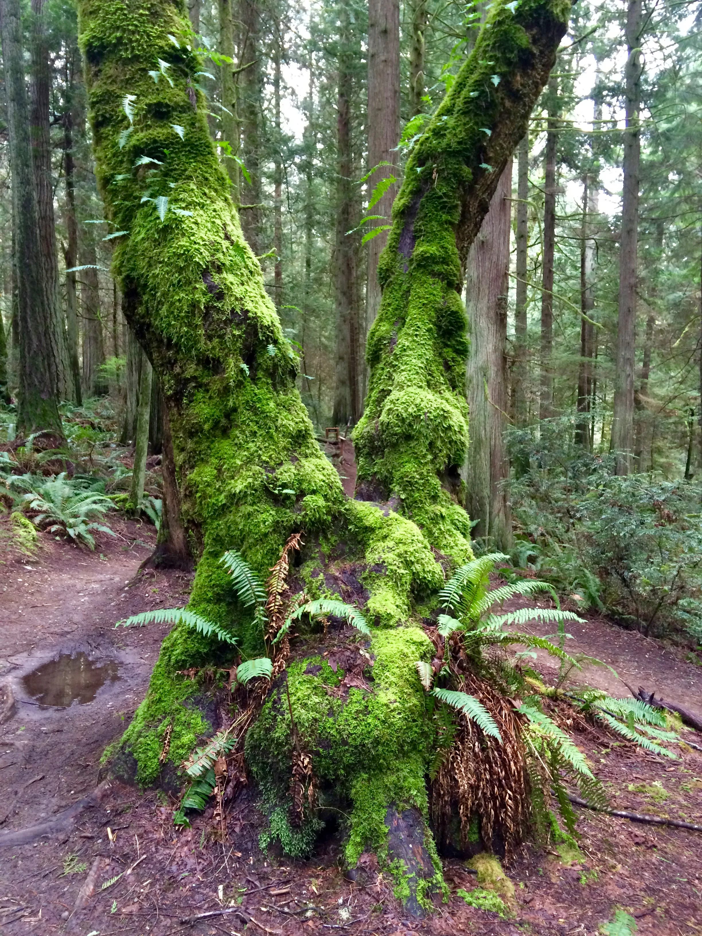 Fabulous moss-covered tree in the Grand Forest