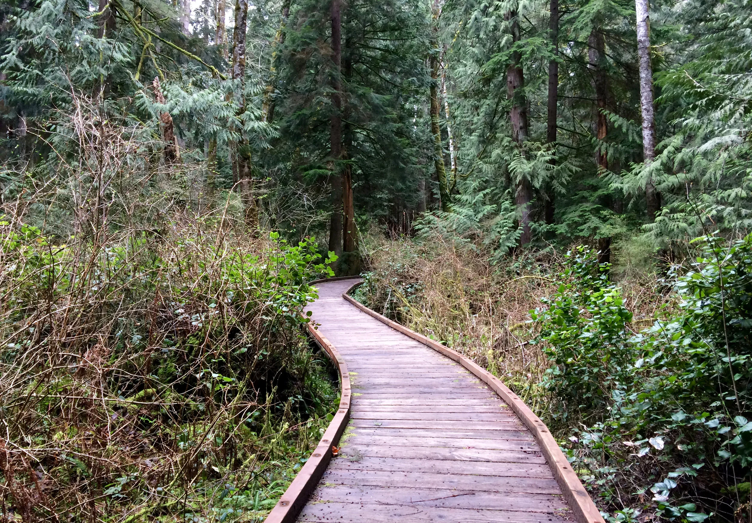 Curving bridge over bog