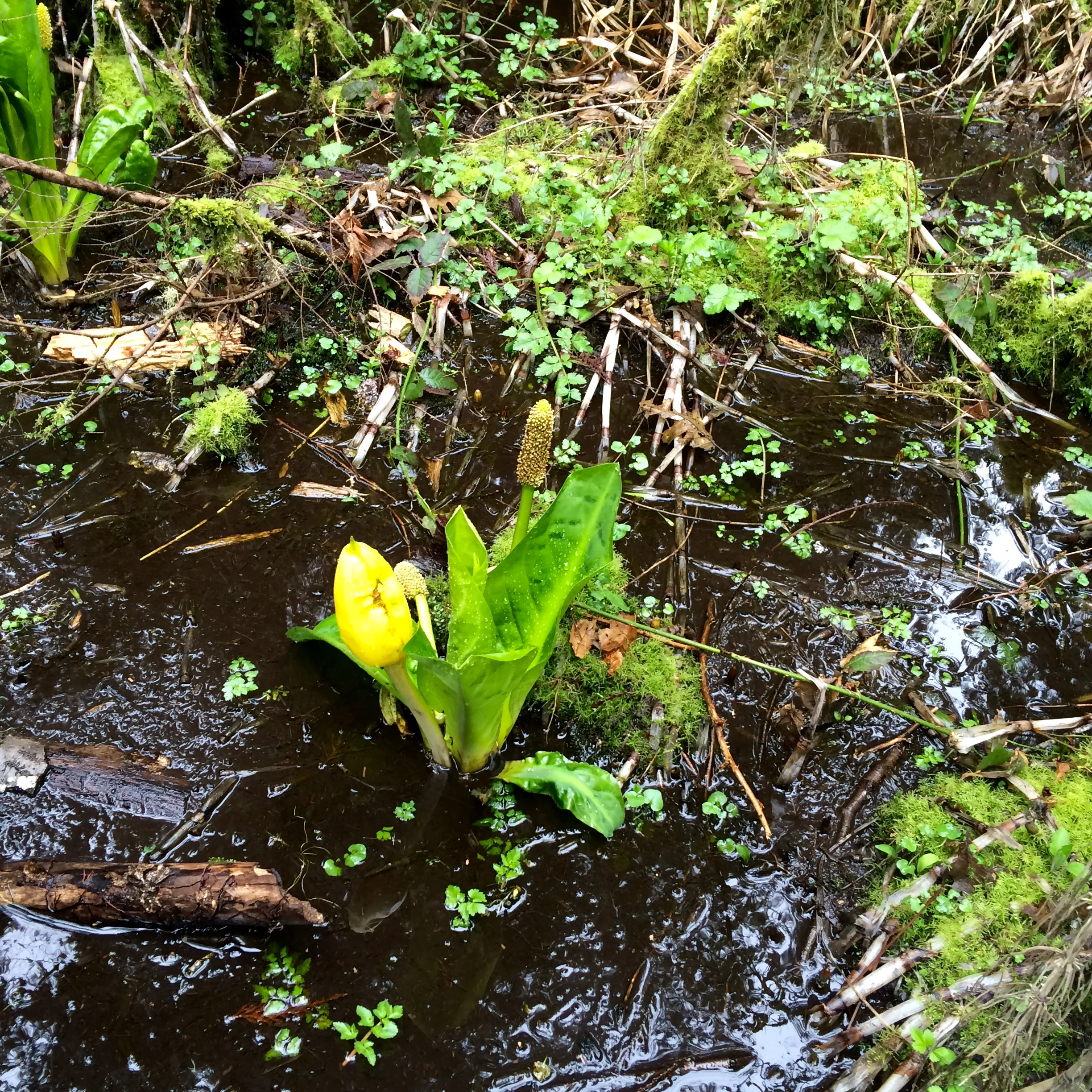 Wacky water lilies growing in a bog