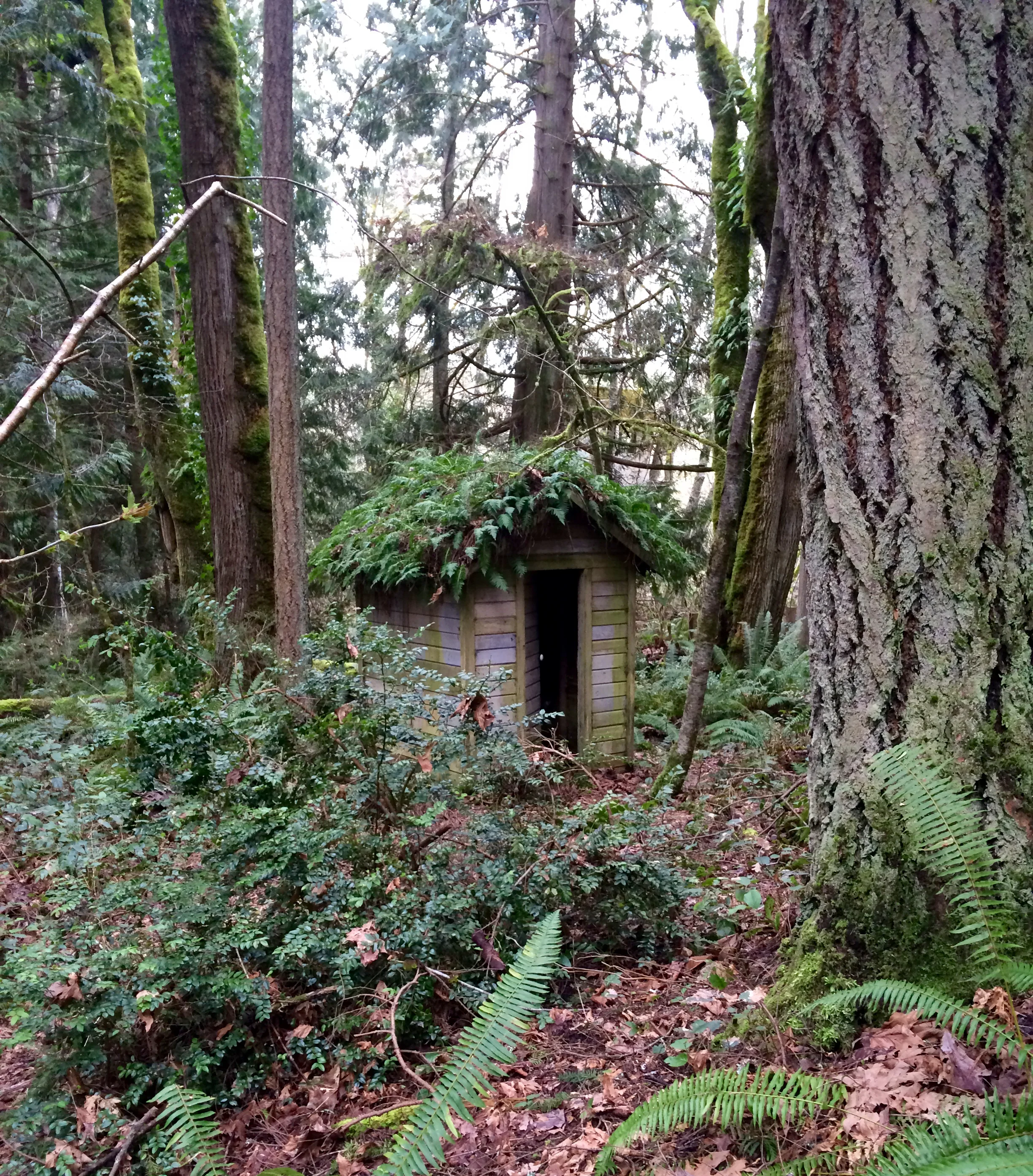 Fern covered outhouse in the Grand Forest