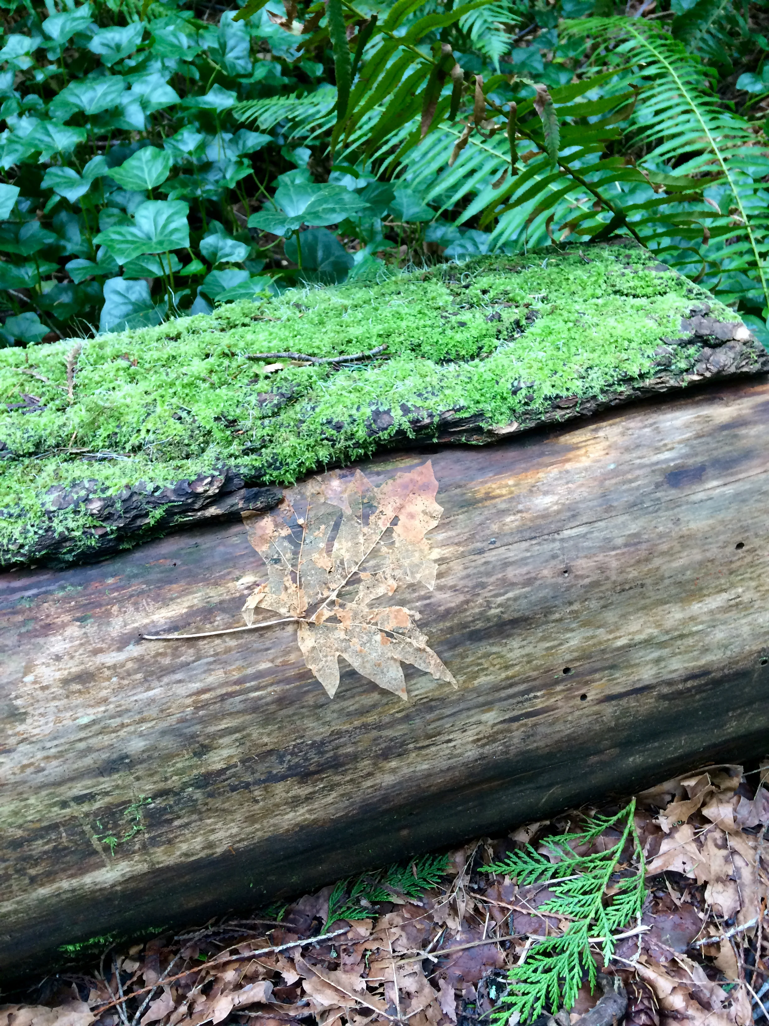 Beautiful ghost leaf on old log in the Grand Forest