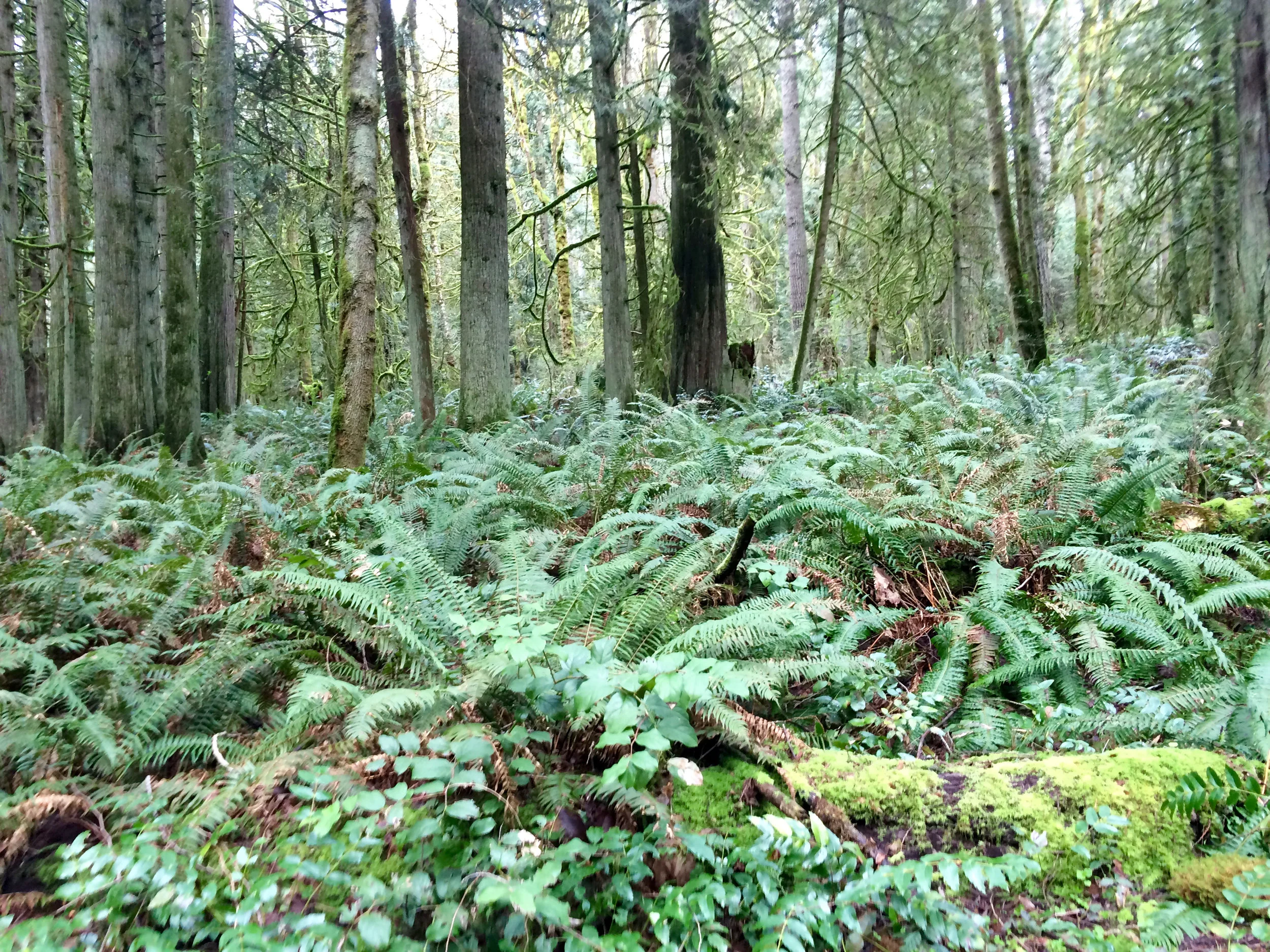 Fern grove in the Grand Forest