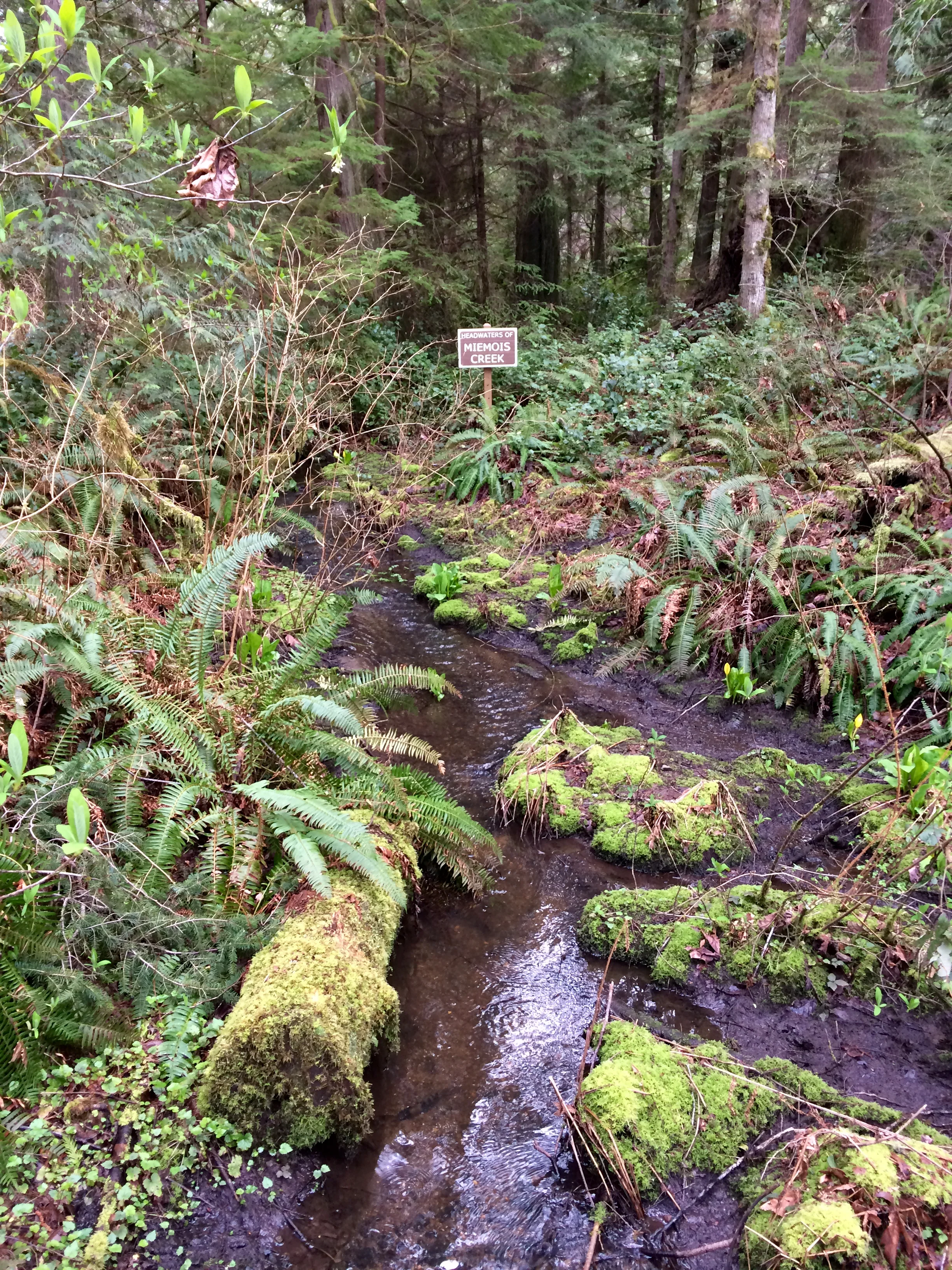 Miemois Creek, Grand Forest, Bainbridge Island