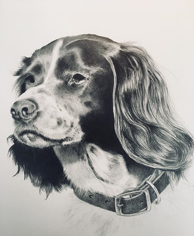&ldquo;DAKOTA&rdquo; waiting for her new home next week. A real joy to complete. What a wonderful subject. #springerspaniel #canineportrait #portraitdrawing #sportingdogs #birddogs #orvisdogs #orvissandanona