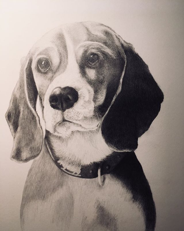&ldquo;PHIPPS&rdquo; recently completed commission of the cutest #beaglepuppy you&rsquo;ll ever see. What a good girl. #huntingdog #sportingdog #rabbitdog #canineart #canineportrait #canineportraiture #drawing