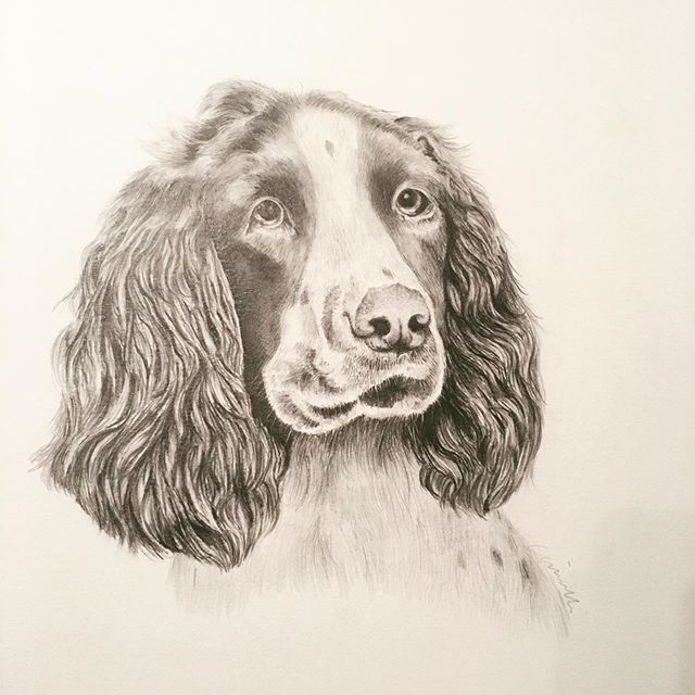 &ldquo;Lucy&rdquo; a rescue, on her way to a new home. #springerspaniel #springerspanielsofinstagram #sportingdog #ovissandanona #dogportrait #drawing #sportingdog  #birddogs