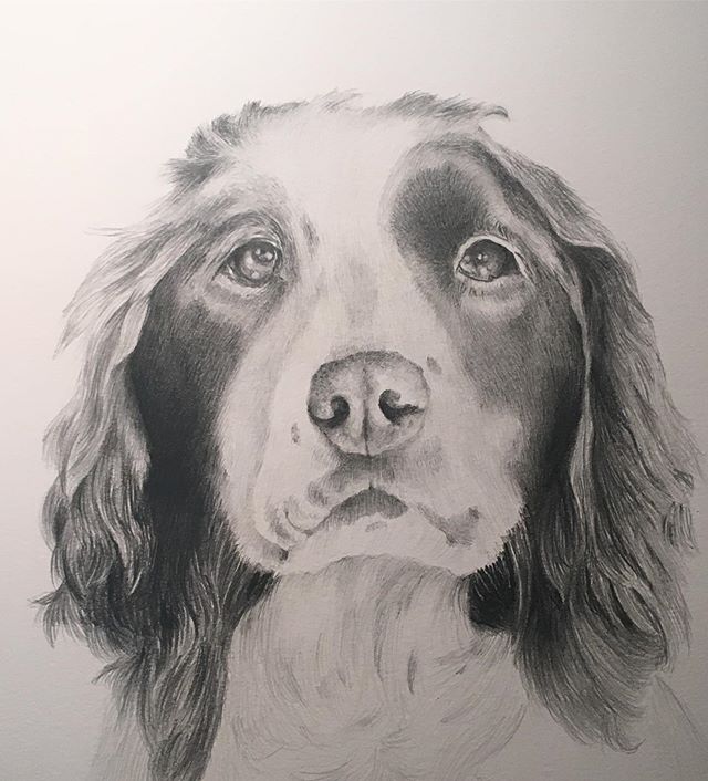 &ldquo;Nellie&rdquo; another beauty from the kennels of #orvissandanona #springerspaniel #sportingdogportraits #birddogsofinstagram #portraits #drawing #