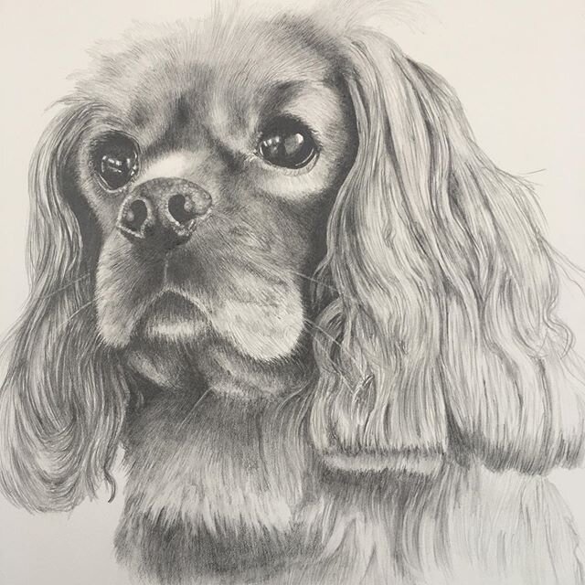 Now that Christmas is over I can start to post some of the commissioned gift portraits that occupied November &amp; December.
This is &ldquo;PUFFY&rdquo; #kingcharlesspaniel #canineportrait #drawing a great little dog with a hardy personality.