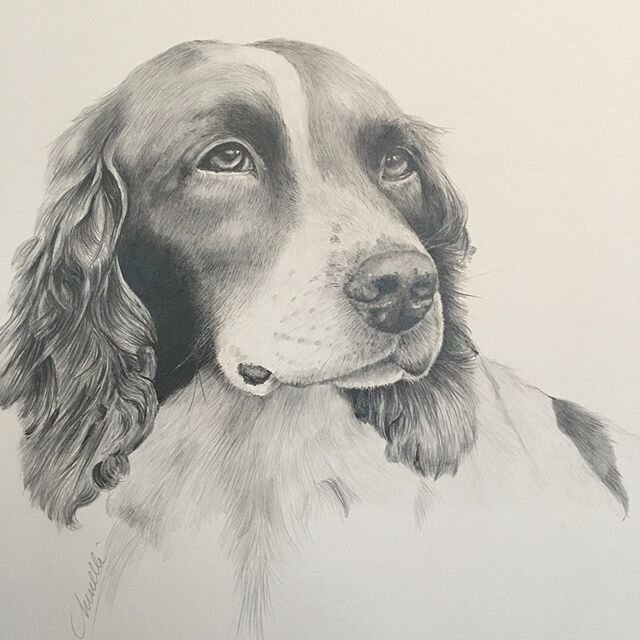 &ldquo;PERRY&rdquo; a much older #springerspaniel with plenty of bird hunting years under his collar. #canineportrait #drawing such a great subject and a real poser.