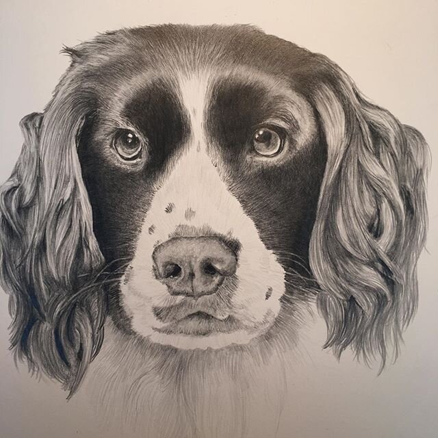 &ldquo;MACIE&rdquo; a wonderful #springerspaniel #canineportrait . My first iPhone picture reference sent to me by her owner. NOT easy using an outsourced photo. After a ton of &ldquo;anx&rdquo; it came out great. Very happy with result.