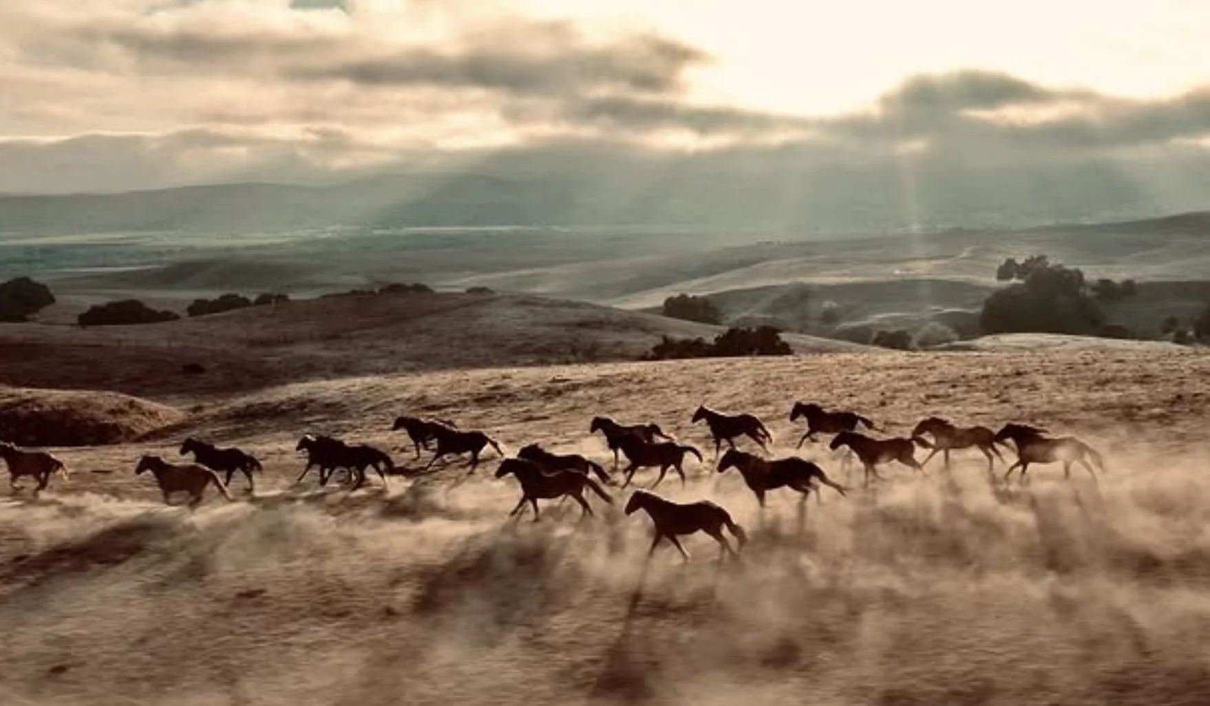Freedom Reigns Equine Sanctuary