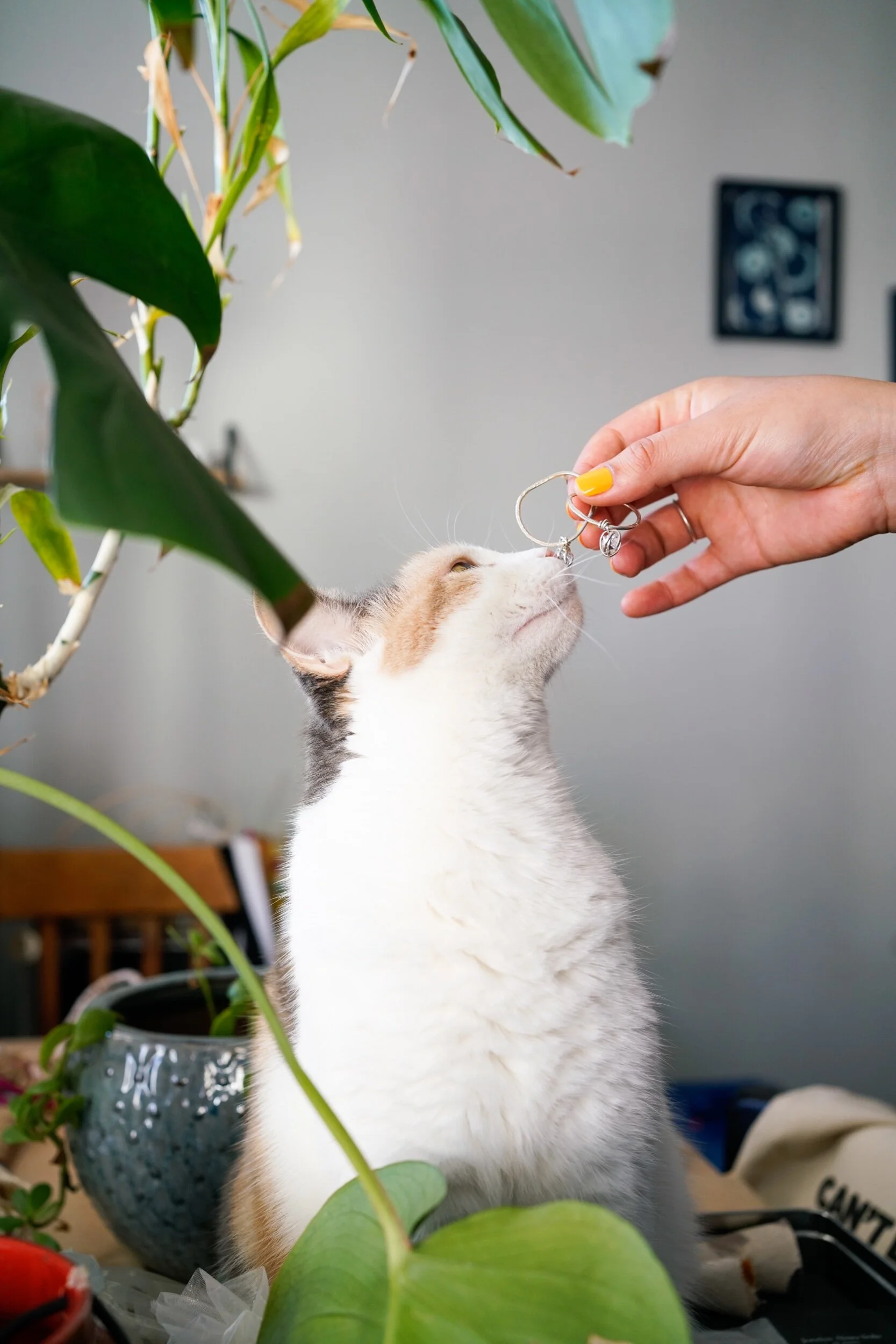 436A1BAE-0159-4167-BF50-8D610BD18298