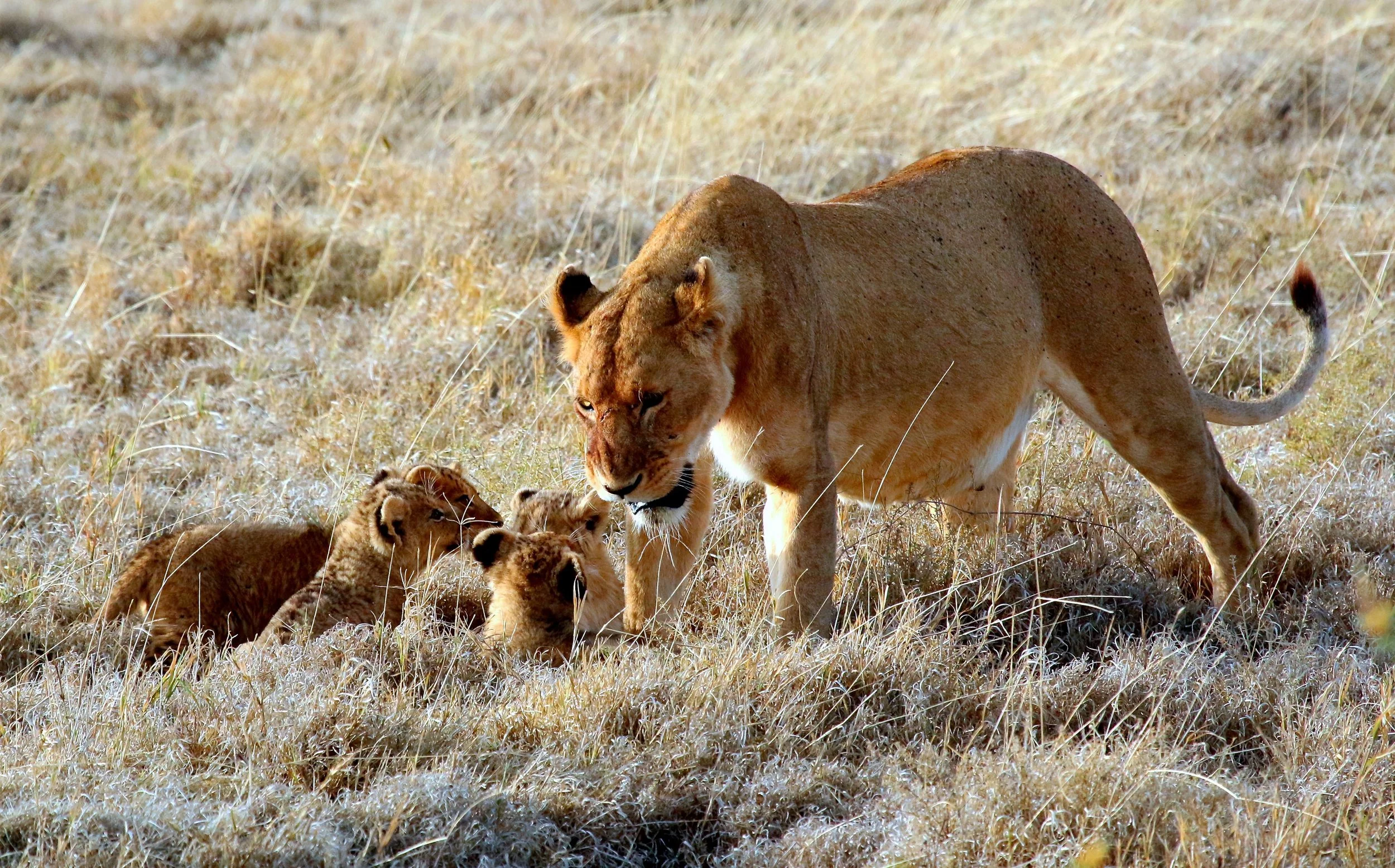 lion school