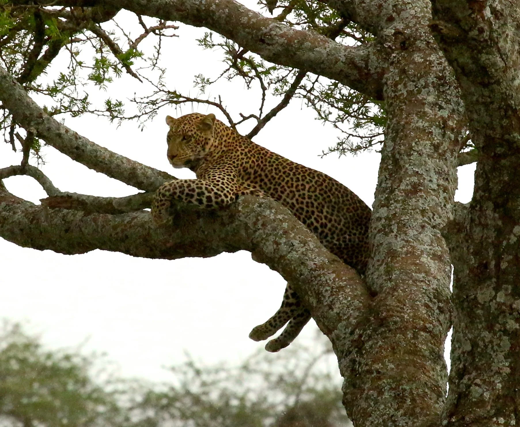 leopard