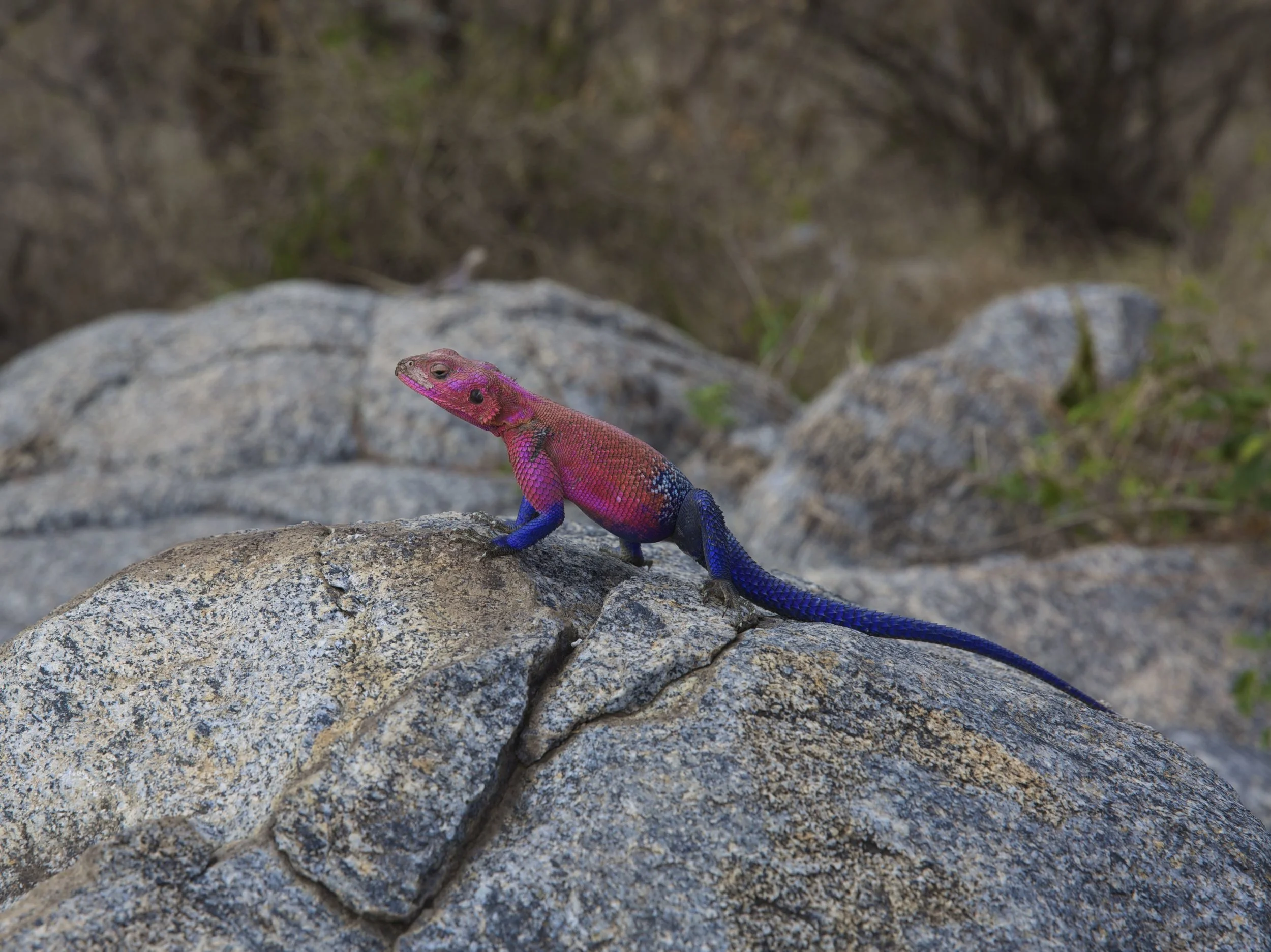agama lizard