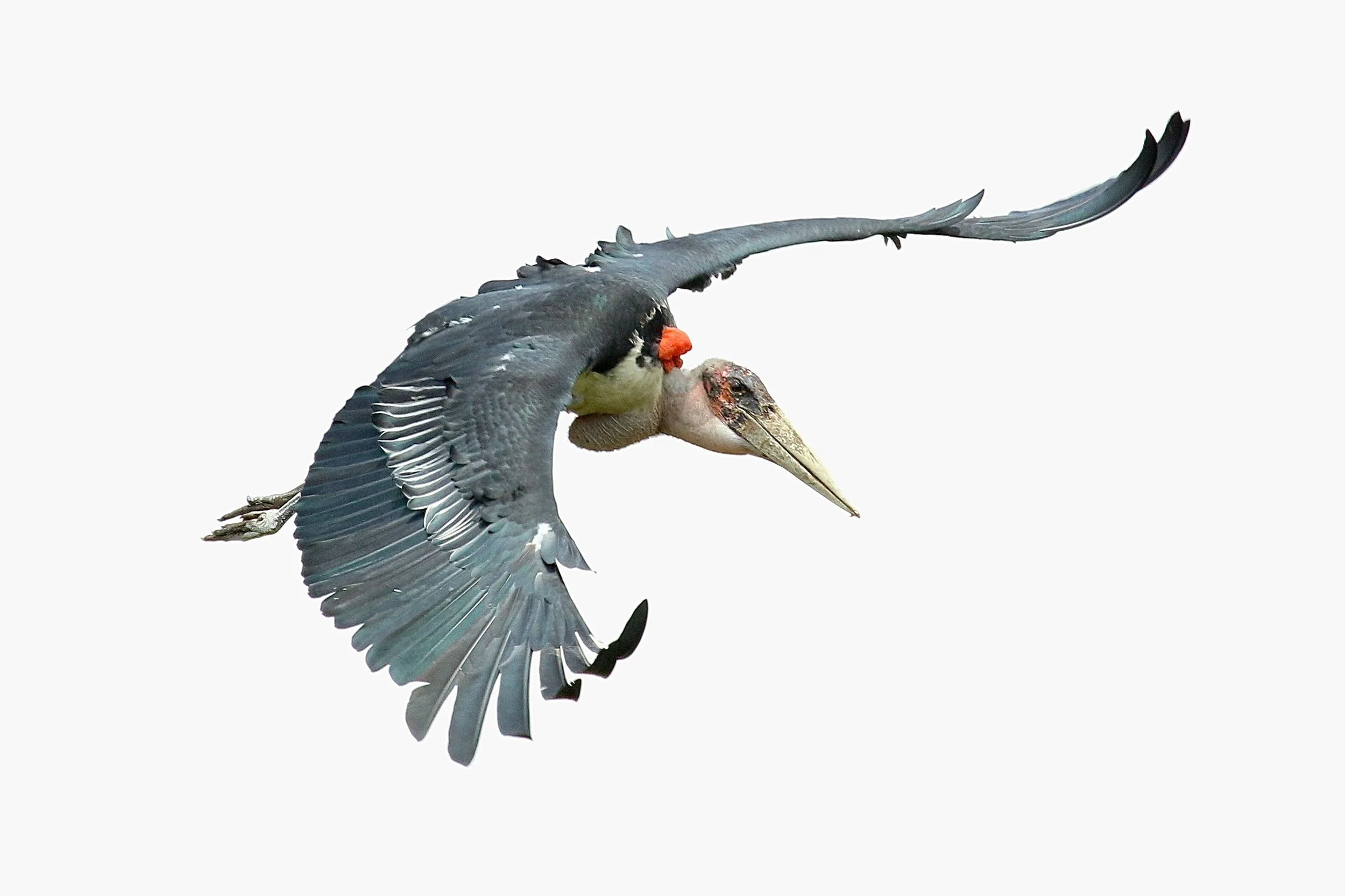 stork