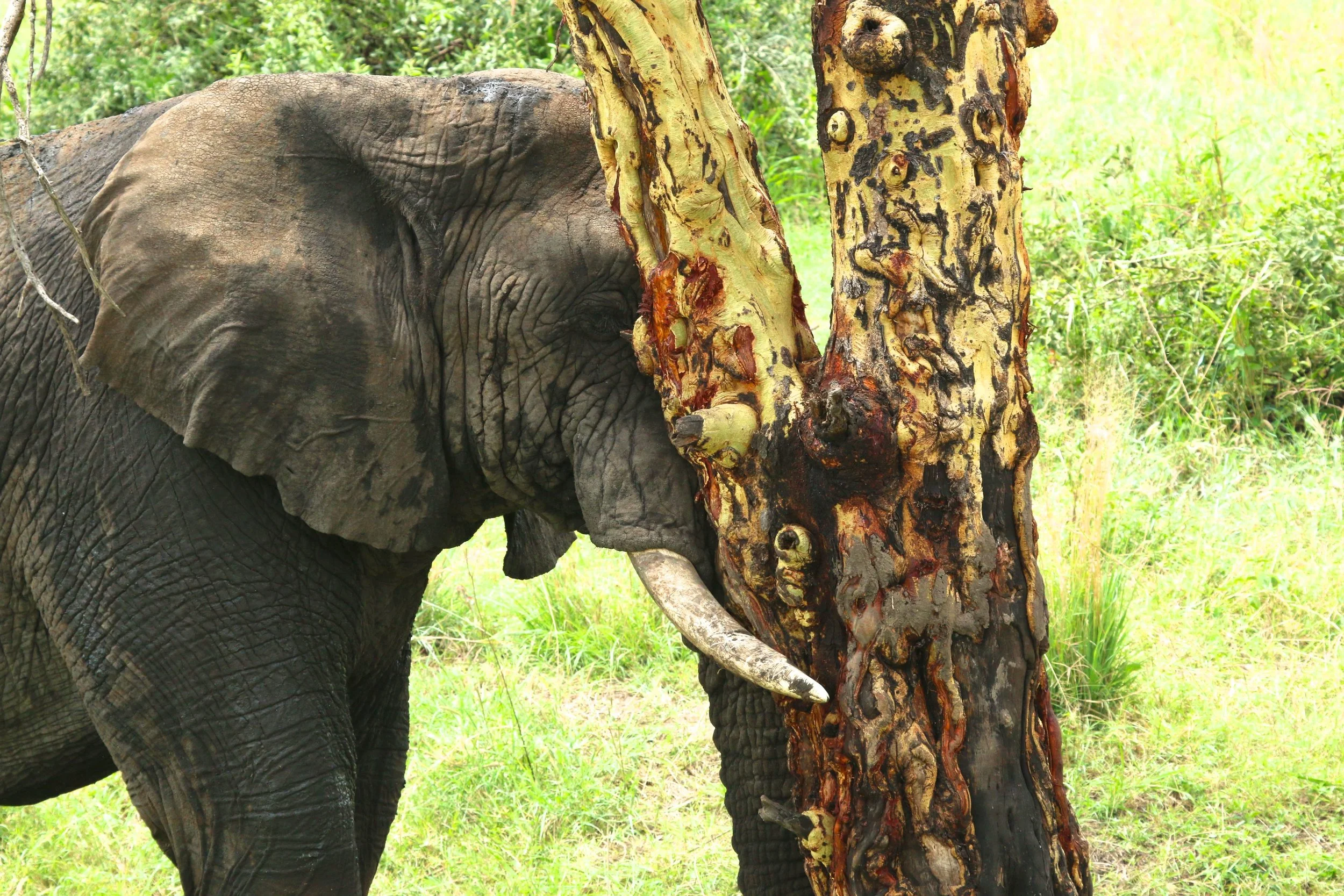 resting elephant