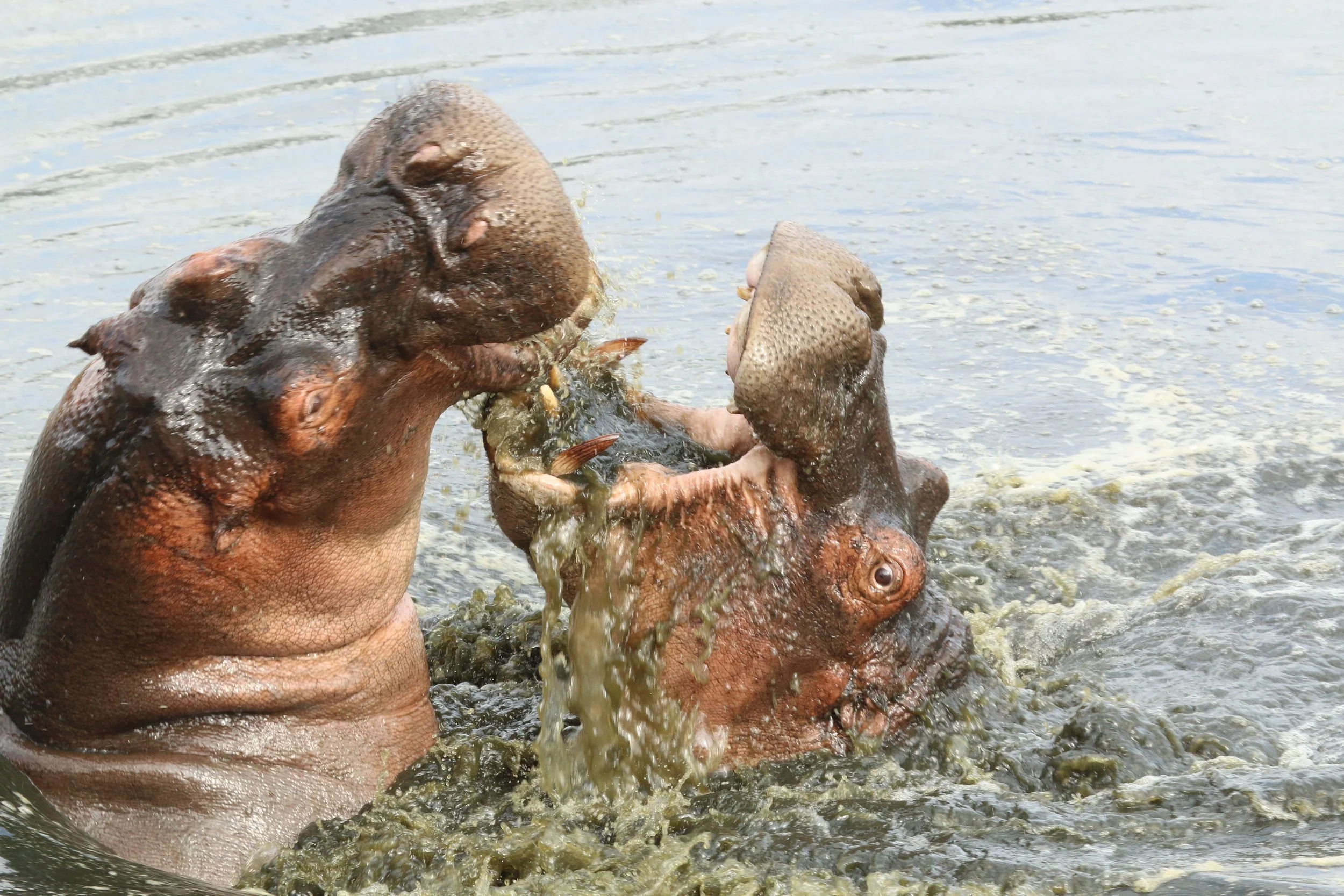 hippo sludge party